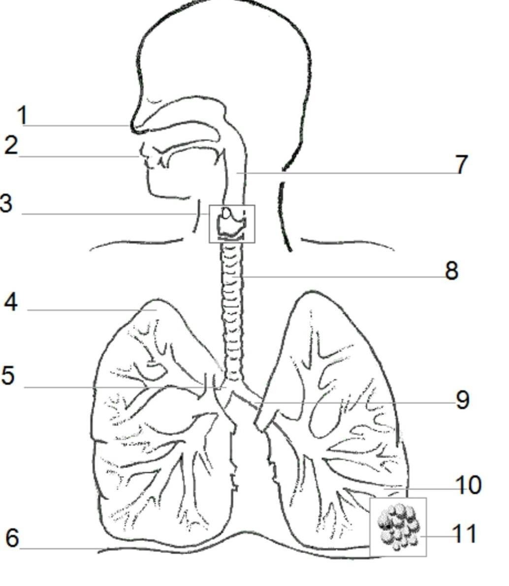 Соотнесите изображение органа дыхания с представителем класса. Система органов дыхания человека схема. Строение дыхательной системы 8 класс биология. Строение дыхательной системы сбоку. Карточка по дыхательной системе человека.