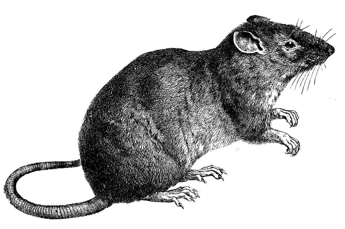 Рис мыши. Крыса. Крыса гравюра. Мышь гравюра. Нарисовать крысу.
