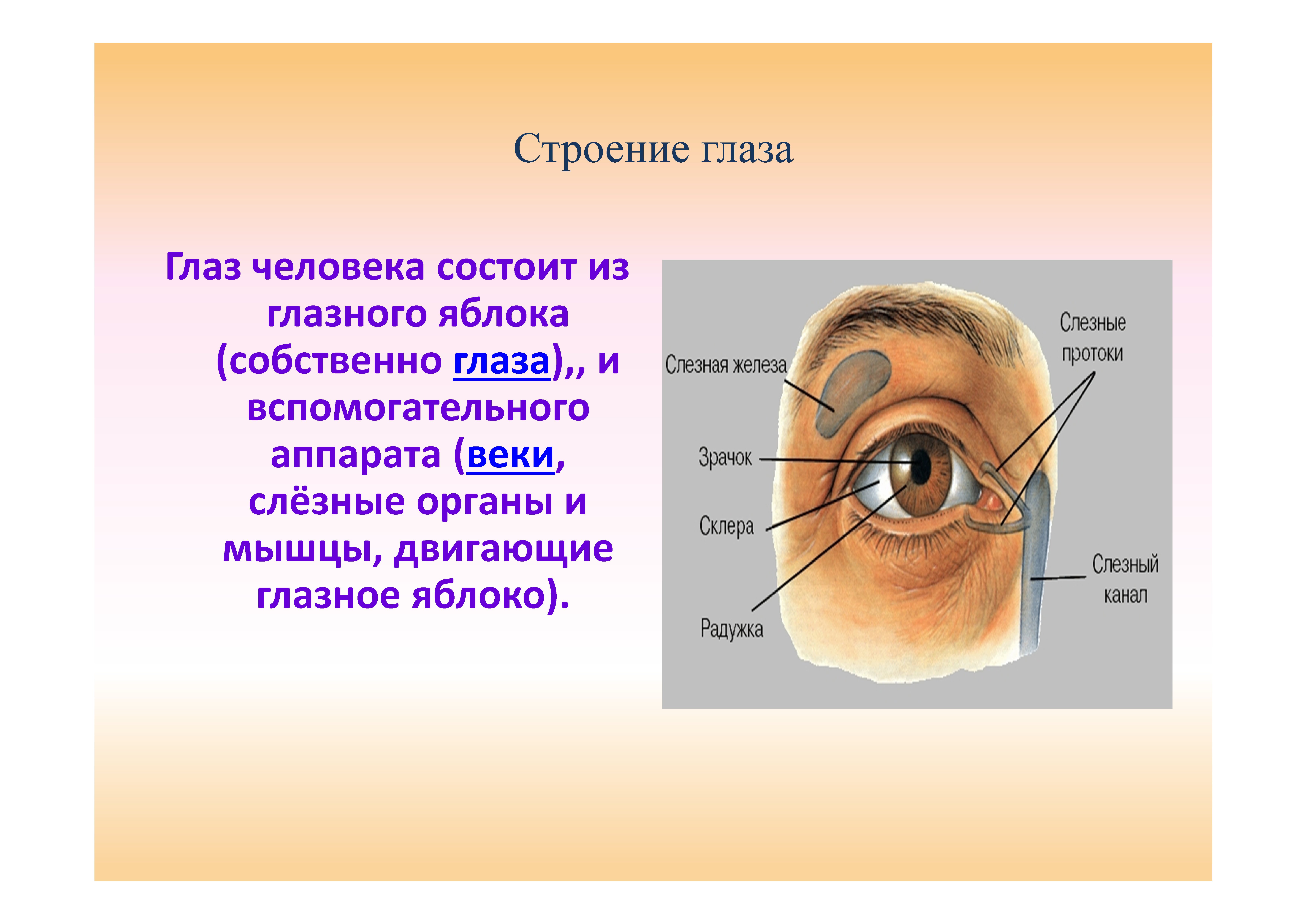 Следующие структуры глаза. Строение глаза внешнее строение. Глаз строение глаза. Строение глаза человека для детей. Строение человеческого глаза.