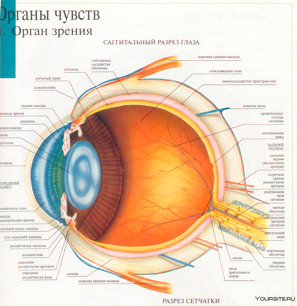 Где в органе зрения находится желтое. Строение глаза человека схема. Строение глаза сбоку. Строение глаза вид спереди. Строение зрительного анализатора глазное яблоко.