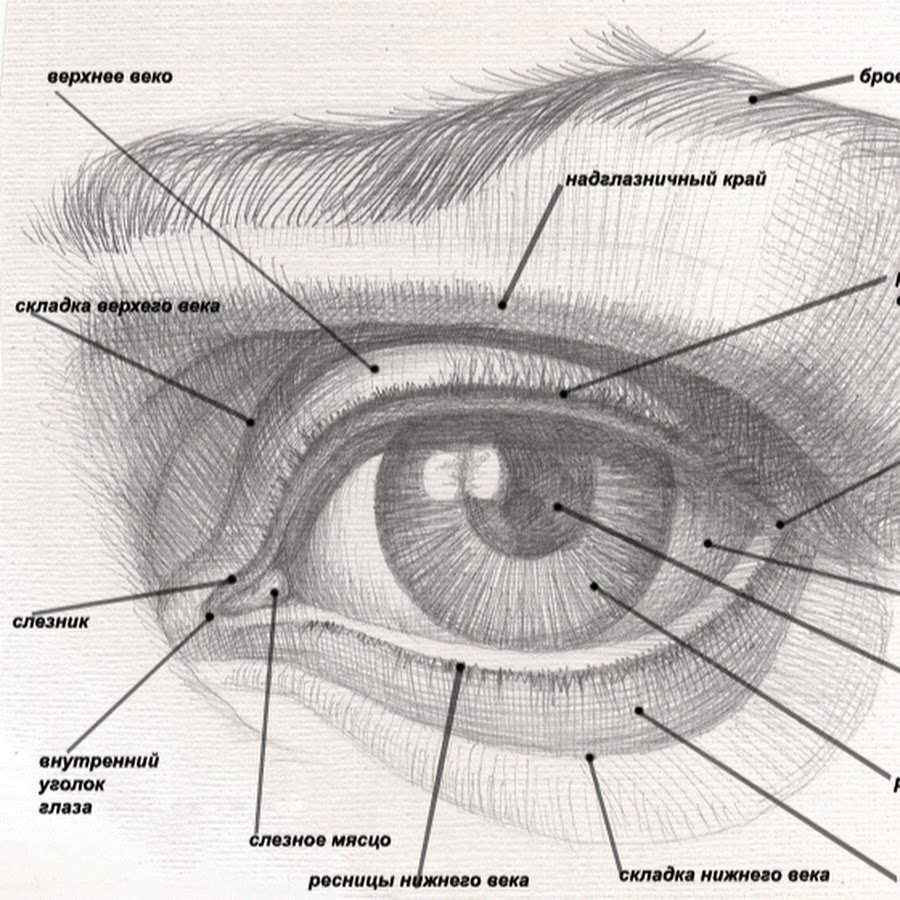 строение глаза человека фото с описанием