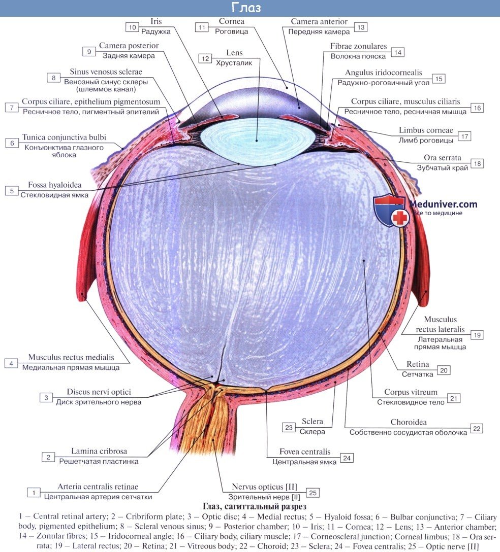 Фиброзная оболочка строение и функции. Строение глазного яблока Неттер. Строение глаза анатомия латынь. Строение глаза венозный синус. Строение глаза анатомия медунивер.