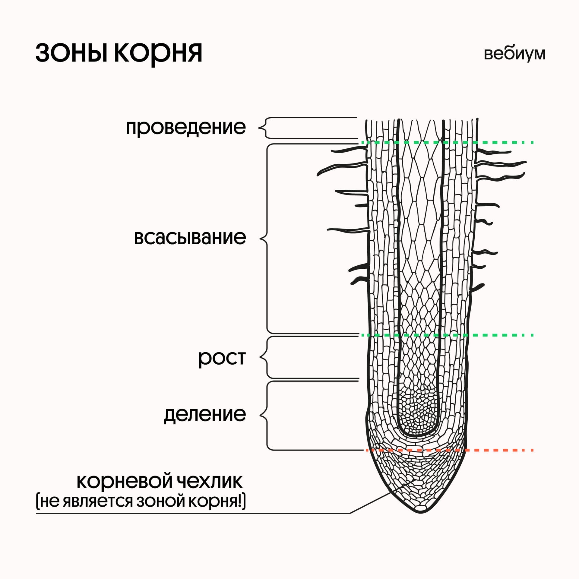 Из какой ткани состоит корень. Зоны корня корневой чехлик. Чехлик у растений биология 6 класс. Зоны деления корня корневой чехлик. Корневой чехлик строение и функции.