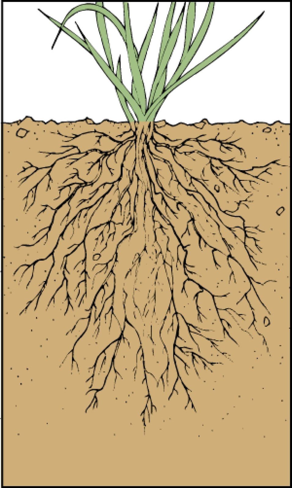Жито корень. Мочковатая корневая система пшеницы. Мочковатое корневище. Мочковатый корень. Мочковатая корневая система и корневище.