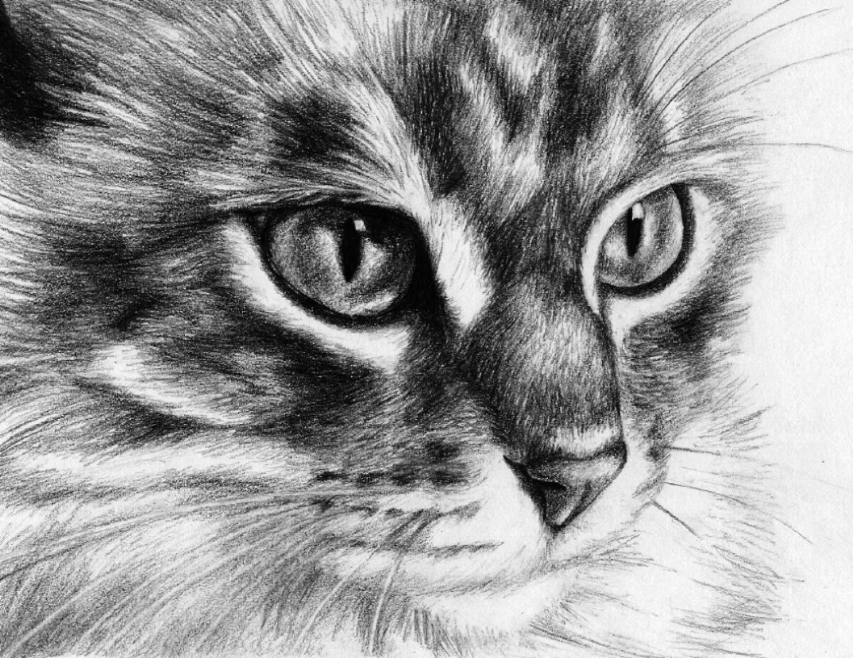 Покажи картинки рисунков. Животные карандашом. Красивые рисунки. Картины карандашом. Кот карандашом.