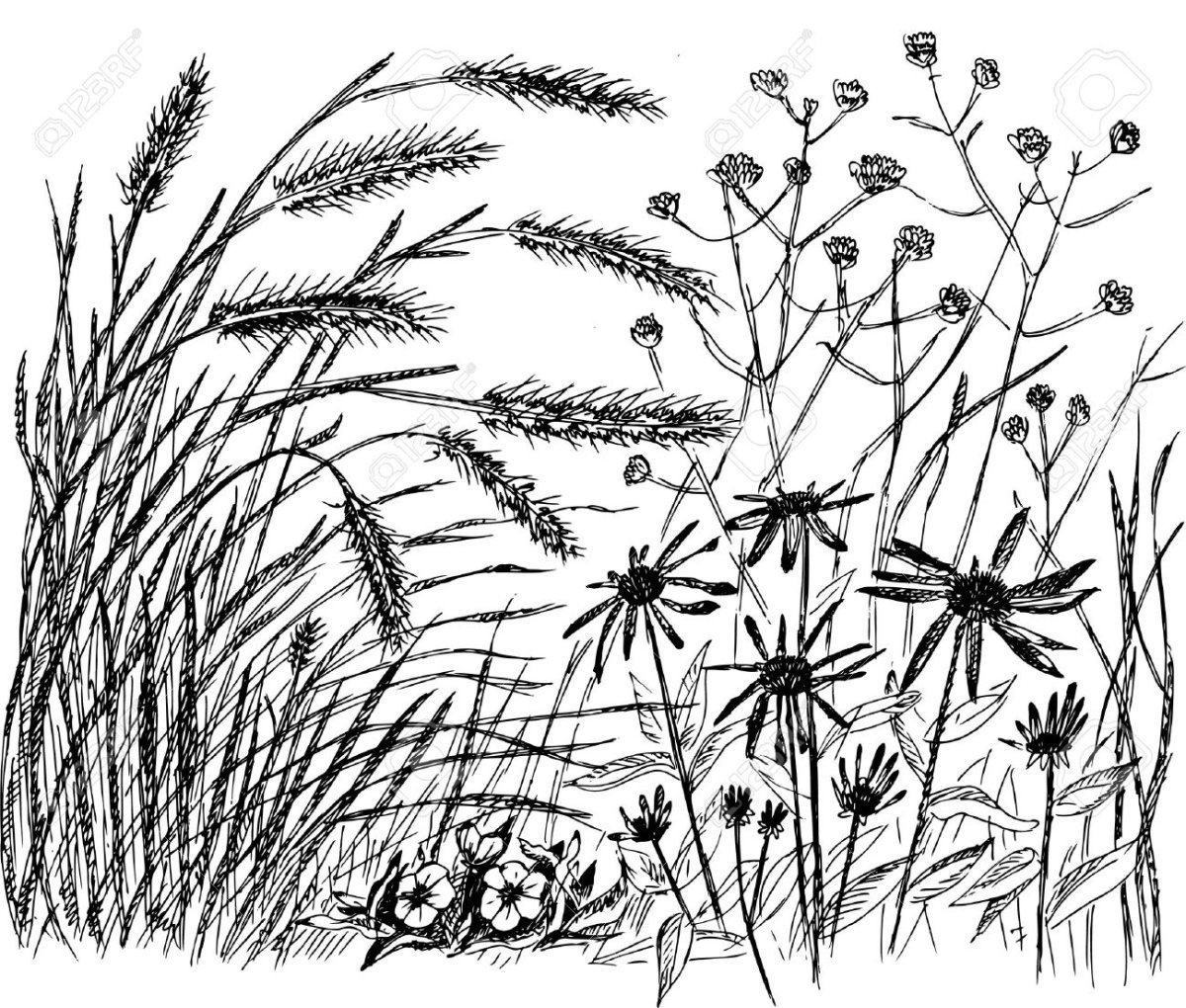 Трава рисунок карандашом - 50 фото