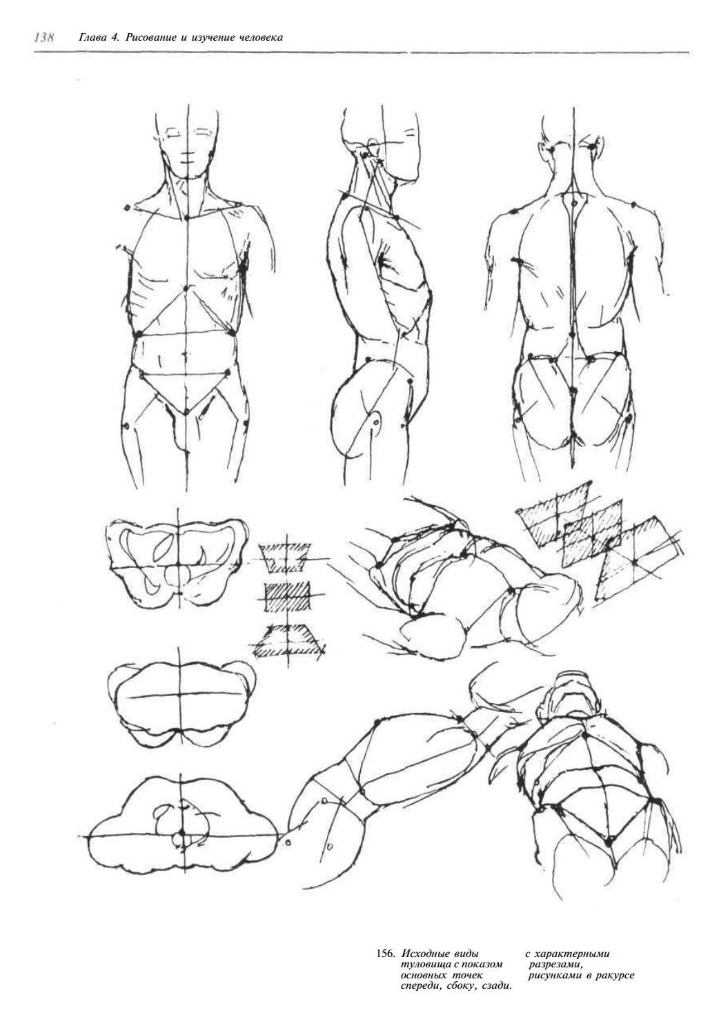 Тип рисования человека. Тело для рисования. Ракурсы тела. Анатомия для рисования. Тело в разных ракурсах.