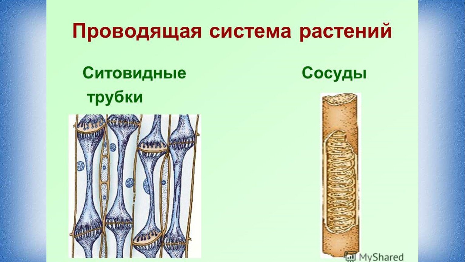 Трубчатые биология