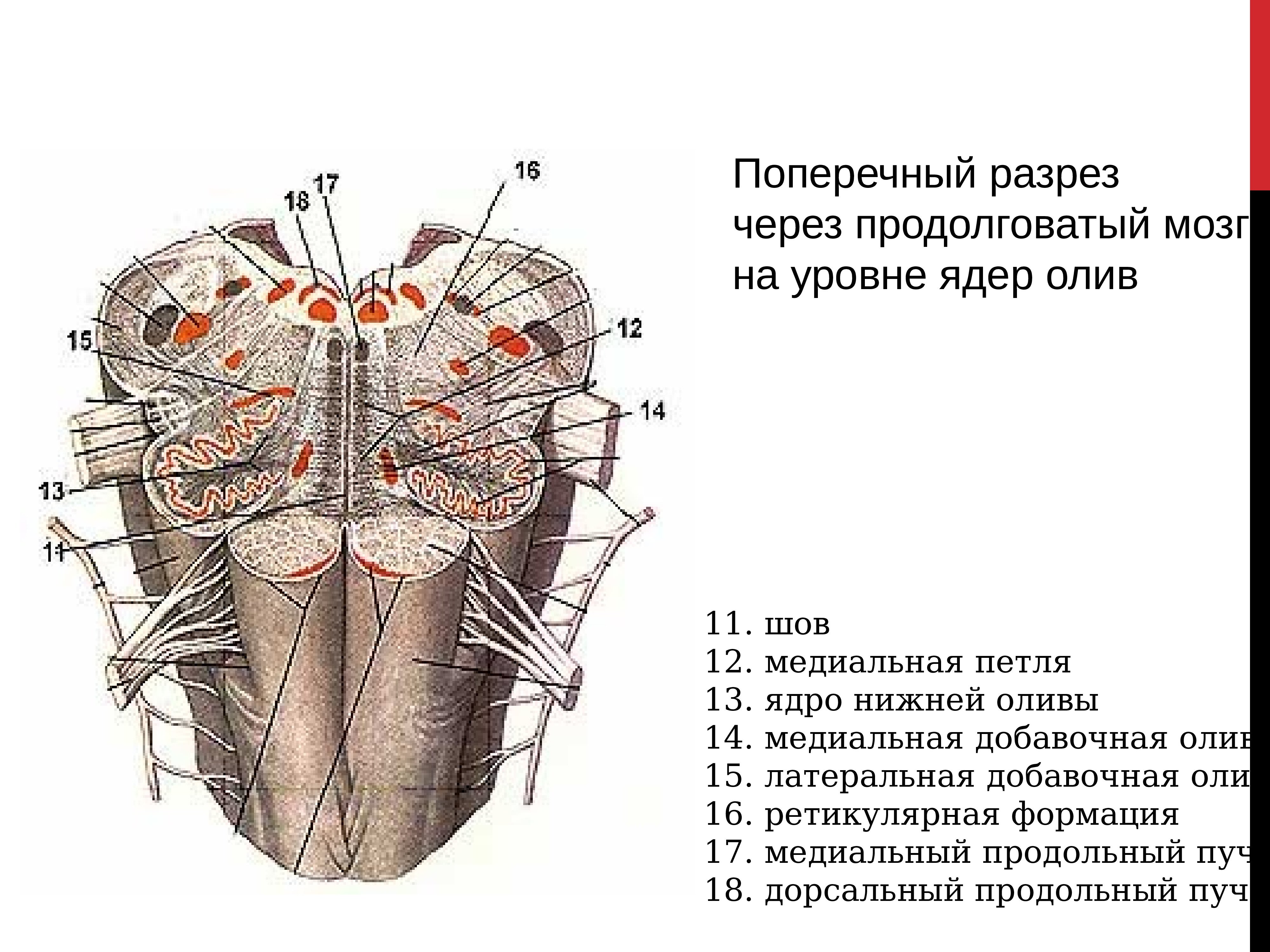 Капилляр щитовидной железы продолговатый мозг. Поперечный срез продолговатого мозга. Поперечный срез продолговатого мозга анатомия. Поперечный срез продолговатого мозга на уровне олив. Медиальная петля продолговатого мозга.