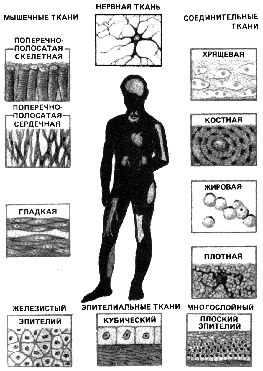 Основное группа ткани человека. Ткани человека. Ткани человеческого организма. Виды человеческой ткани. Типы тканей человека.