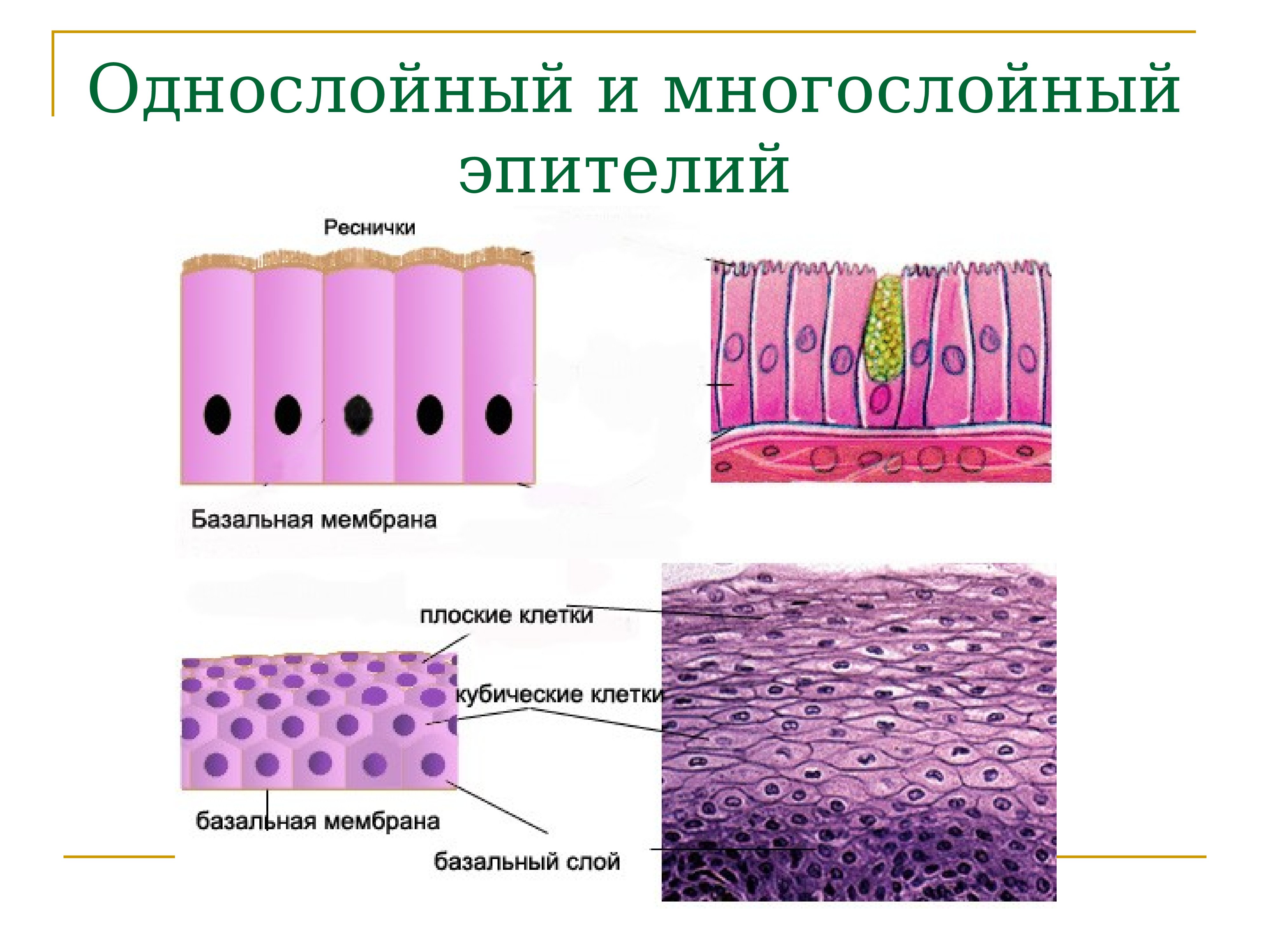 Эпителиальной клеткой является. Однослойный эпителий гистология. Однослойный однорядный плоский эпителий базальная мембрана. Однослойная эпителиальная ткань ткань. Многослойный цилиндрический эпителий функции.