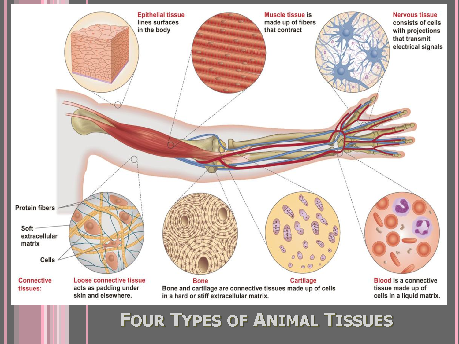 Названия тканей человека. Ткани человека. Ткани животных. Ткани человека анатомия. Виды человеческой ткани.