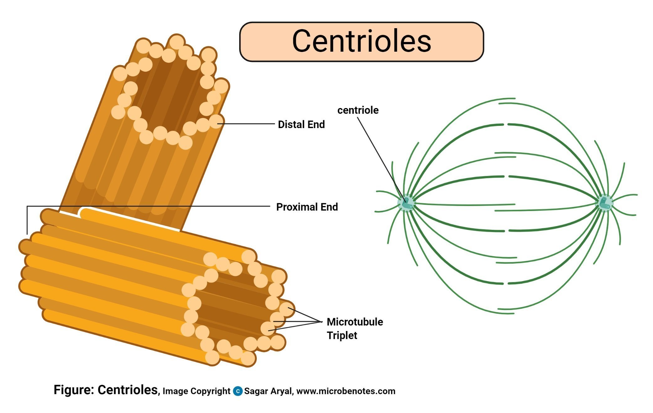 Клетка клеточный центр рисунок. Строение центриоли клетки. Клеточный центр центросома. Центриоли и микротрубочки функции. Центросома строение.