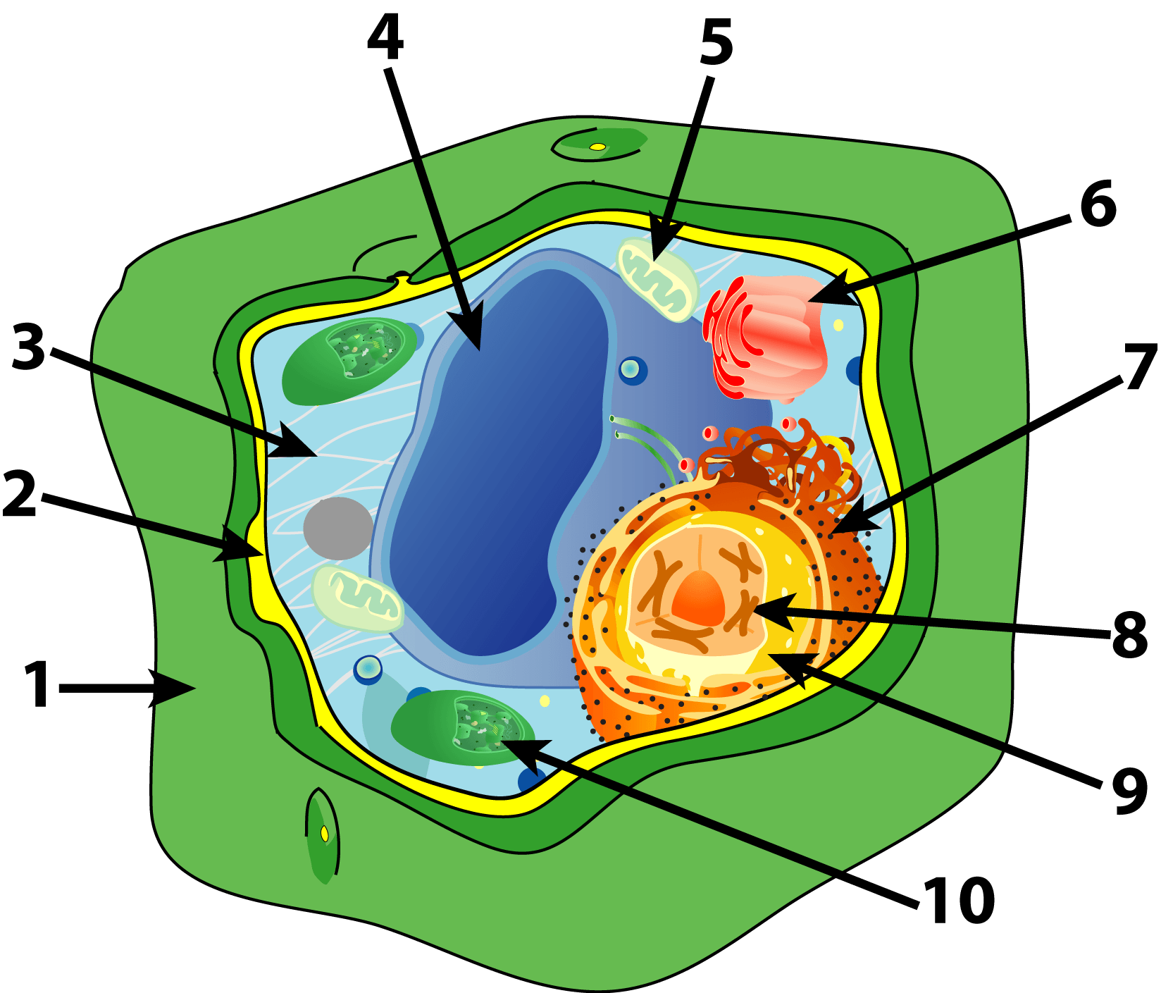 Растительная живая клетка рисунок. Plant Cell diagram. Клетка растения. Растительная клетка. Строение клетки.