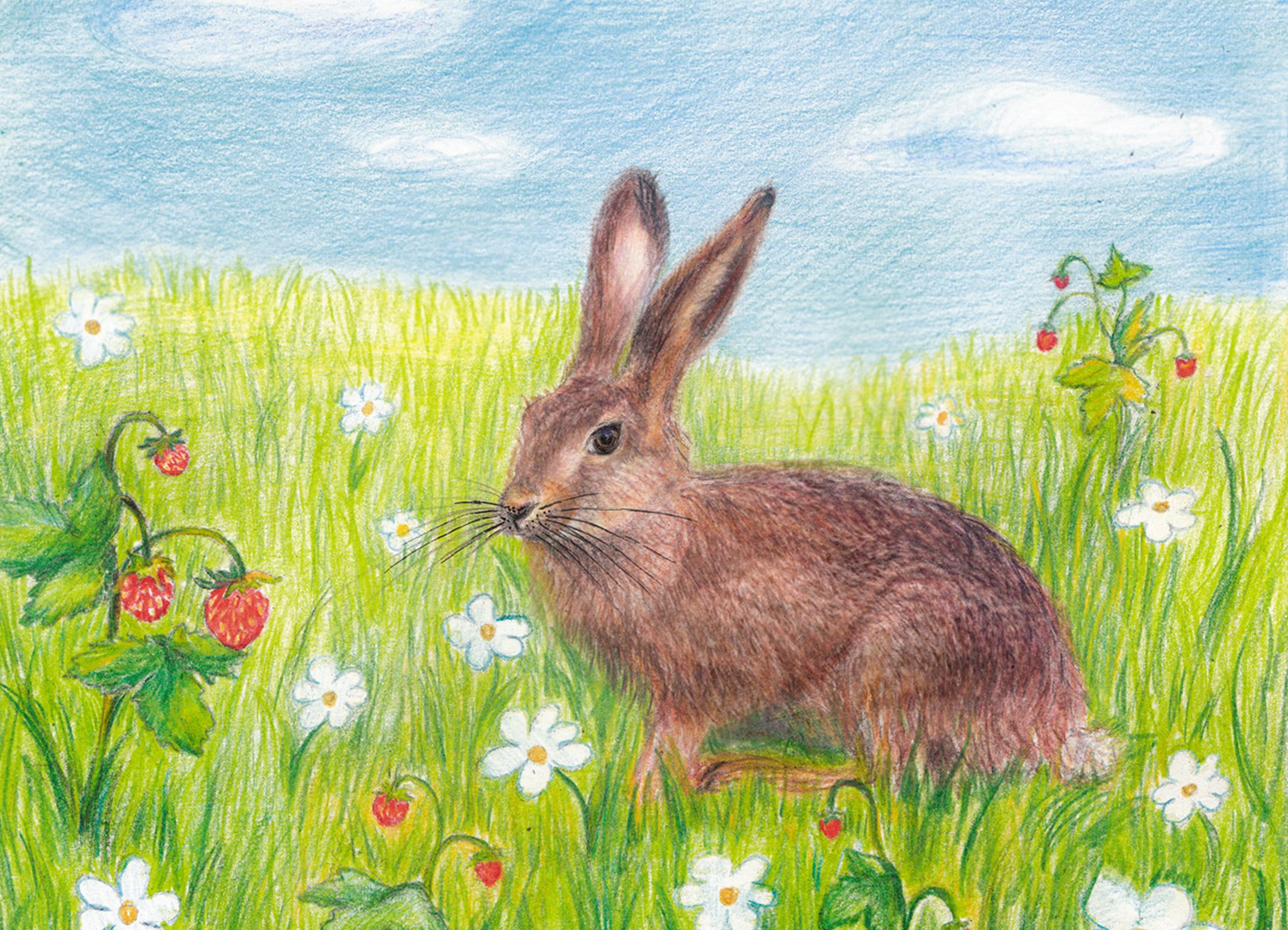 Зайчик на поляне. Зайцы на Поляне. Заяц рисунок. Заяц цветными карандашами. Зайчик в лесу.
