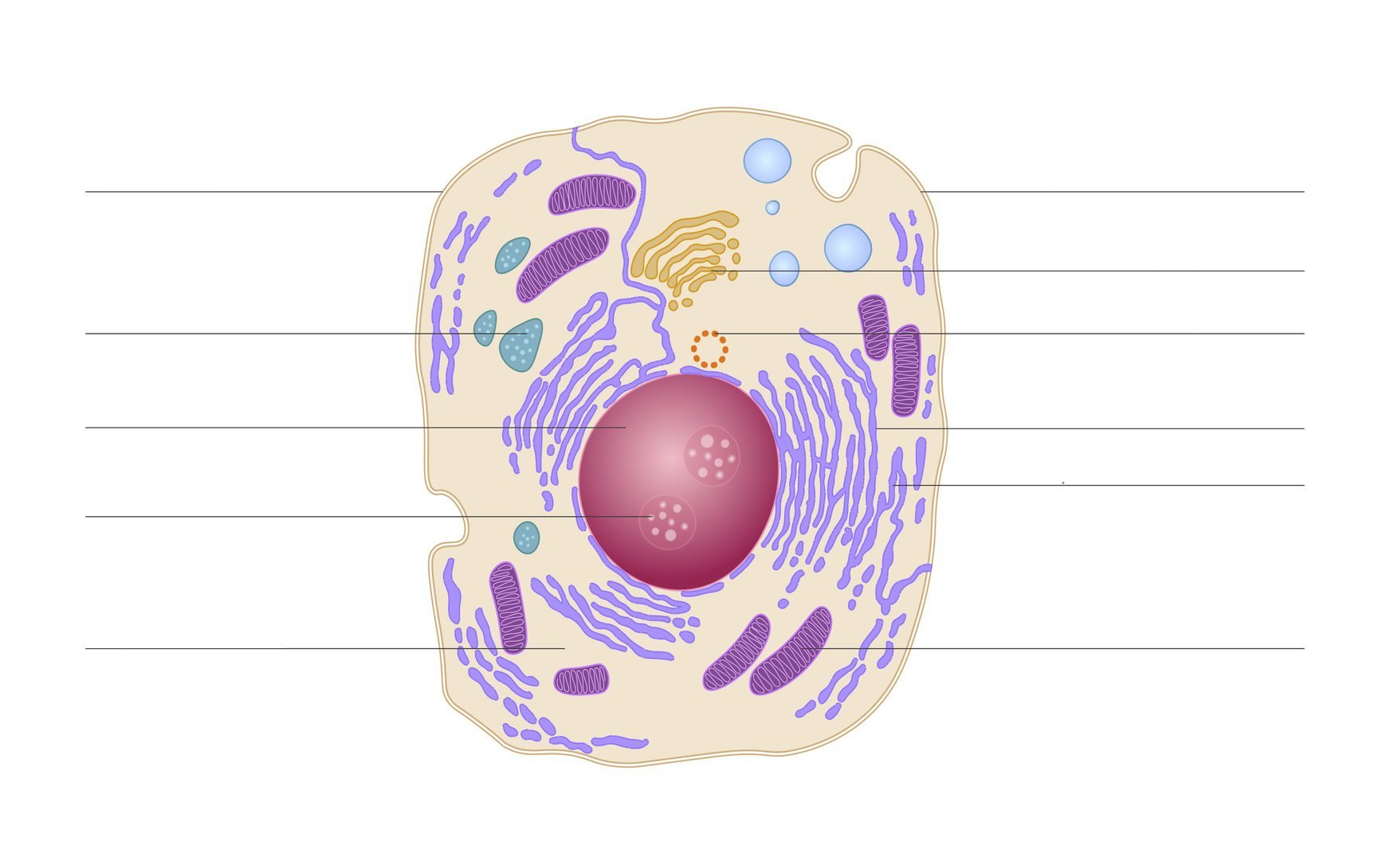 Полость в цитоплазме клетки 7 букв. Животная клетка. Клетка для животных без фона. Строение клетки. Строение клетки человека.