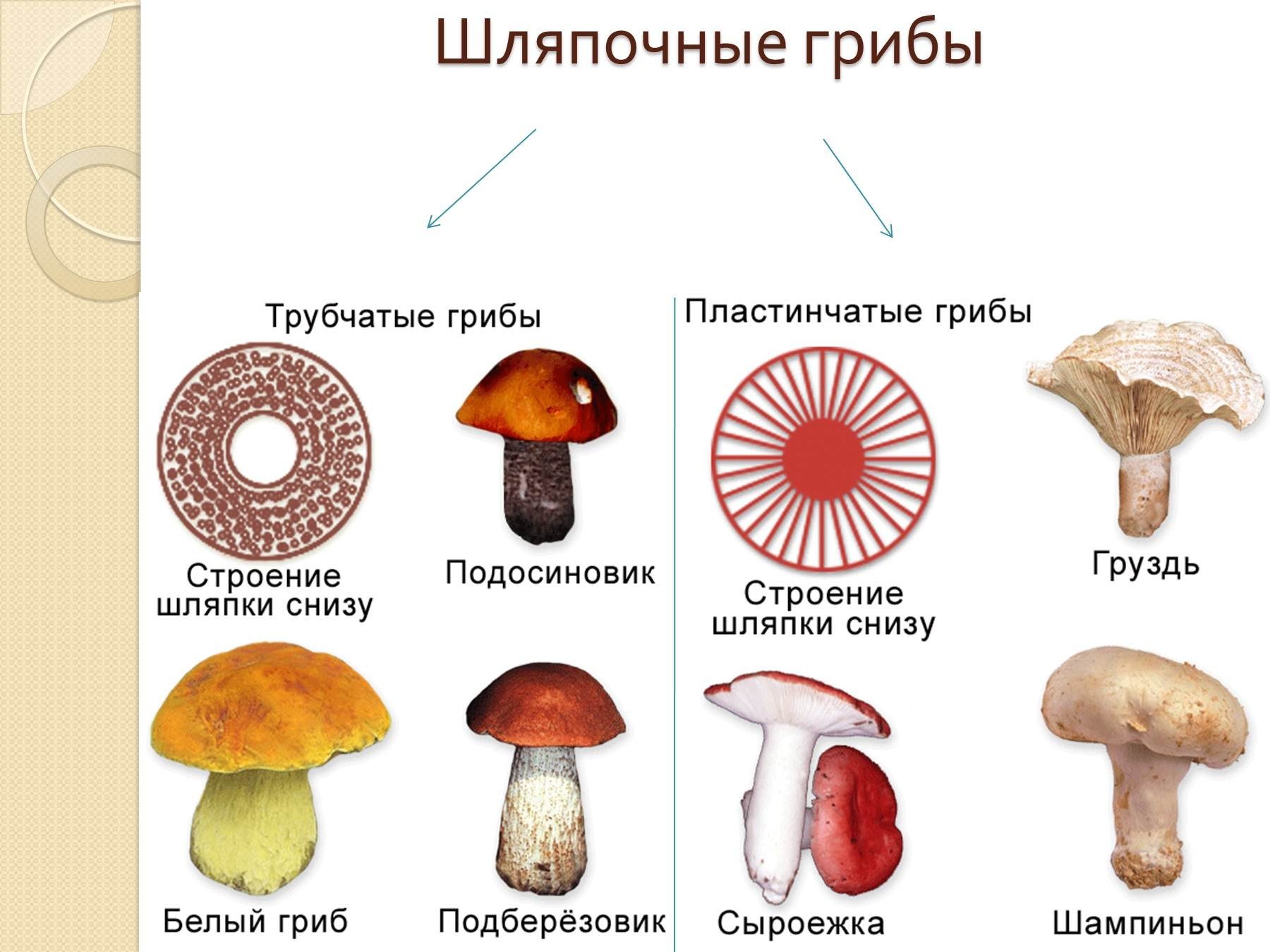 Голосеменные шляпочные грибы примеры. Шляпочные грибы трубчатые и пластинчатые грибы. Шляпочные грибы трубчатые и пластинчатые. Представители шляпочных грибов 5 класс. Несъедобные Шляпочные грибы.
