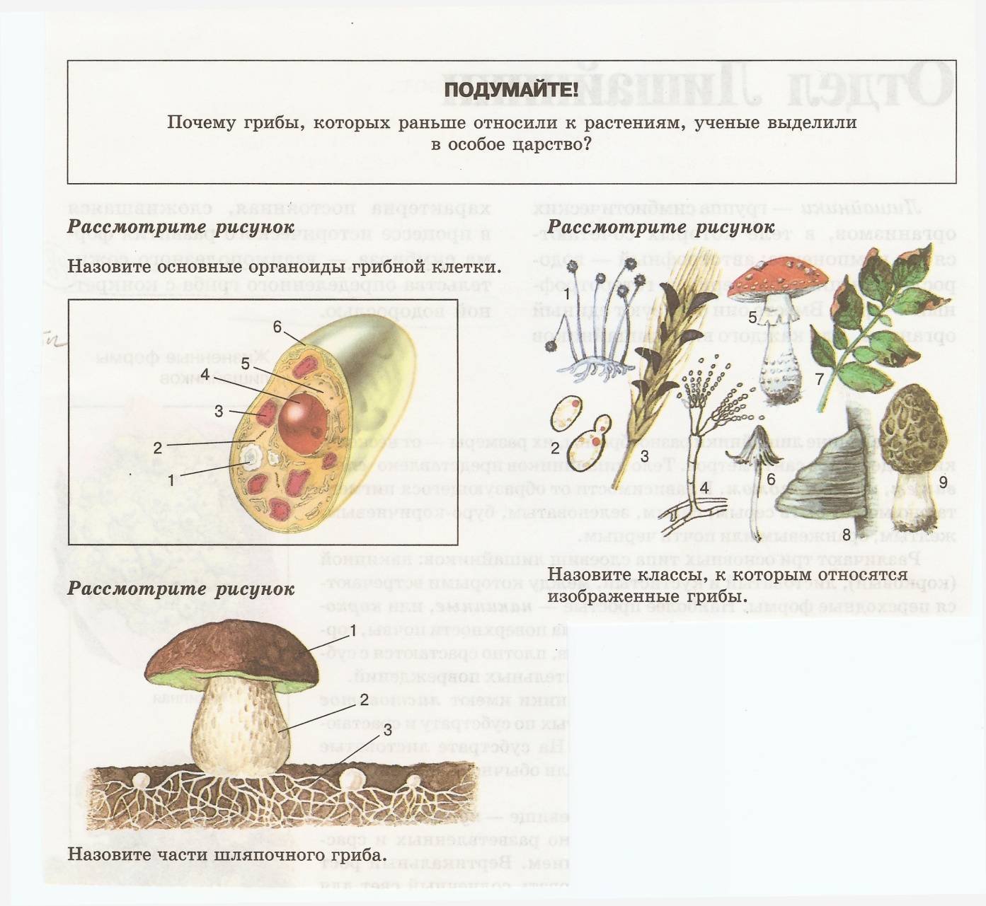 Верны ли суждения о строении грибной клетки