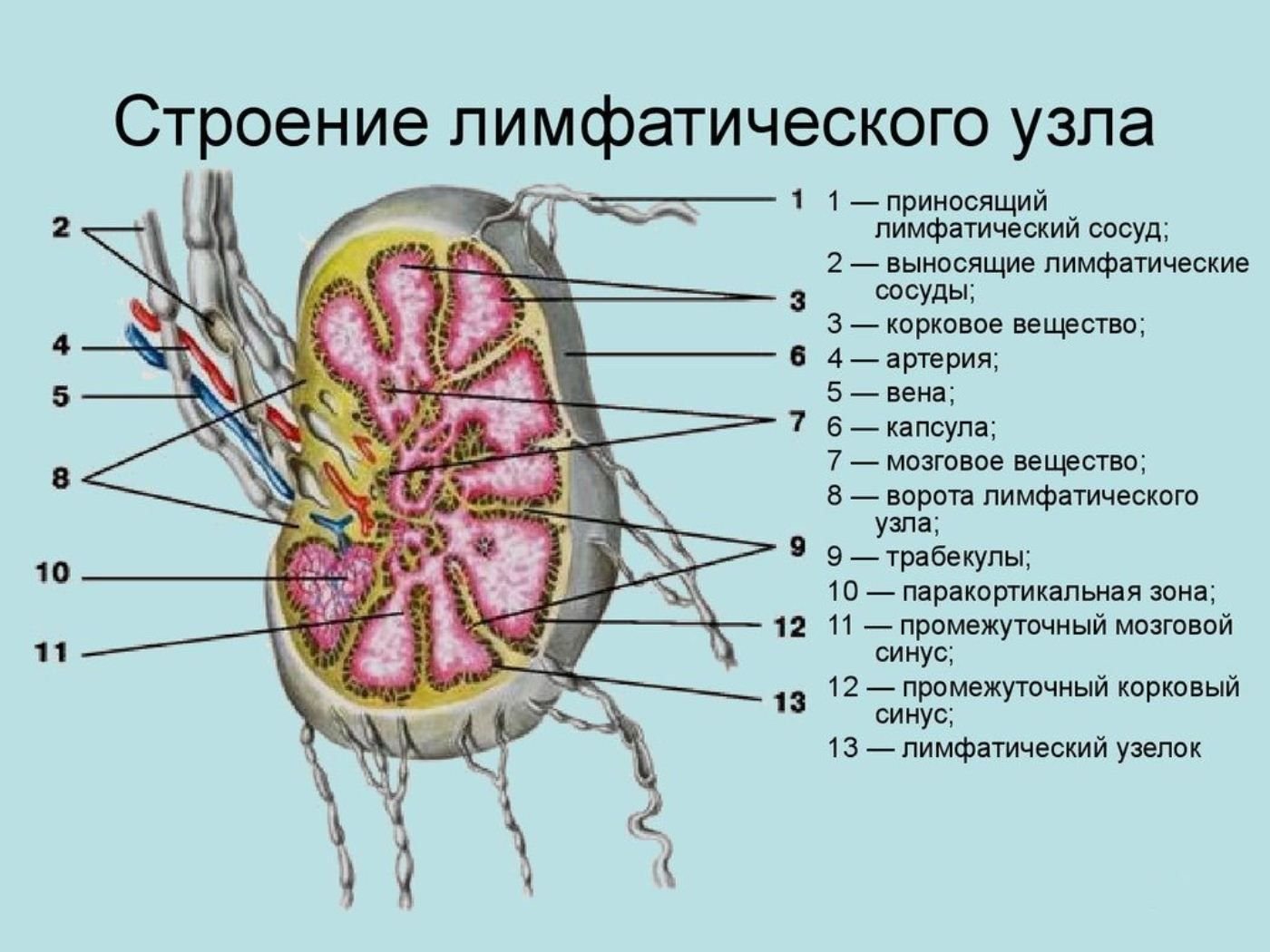 Лимфоузлы 5 см. Строение лимфатических узлов человека. Лимфоузлы почки анатомия. Строение лимфатического узла рисунок. Схема строения лимфатического сосуда.