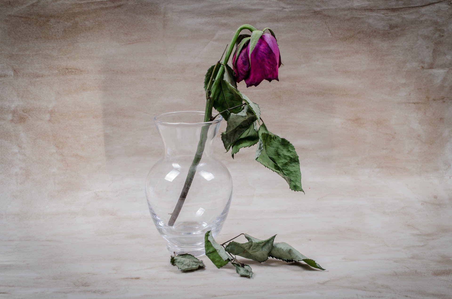 Почему вянут розы в вазе. Увядший цветок Шариф Камал. Увядающий цветок. Цветок завял.