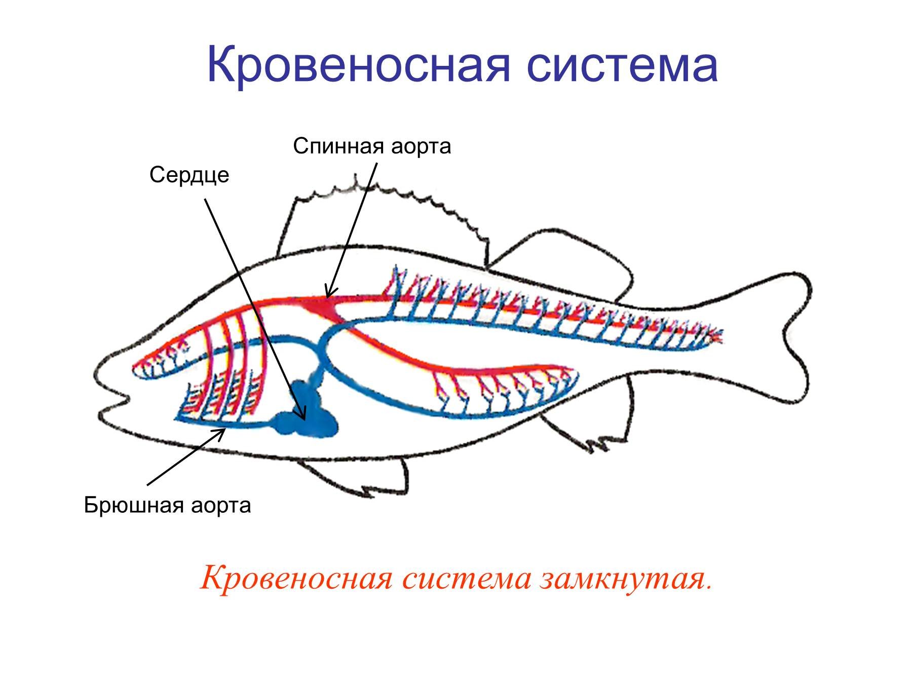 У рыб 1 круг кровообращения. Схема строения кровеносной системы рыб. Кровеносная и дыхательная система рыб. Дыхательная и кровеносная система рыбы схема. Дыхательная система кровеносная система рыб.