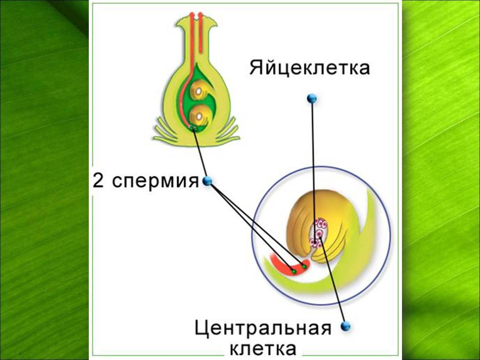 Оплодотворенная спермием центральная клетка. Процесс двойного оплодотворения цветковых растений. Спермий цветковых растений. Схема двойного оплодотворения у цветковых растений 6 класс биология. Двойное оплодотворение у цветковых растений.
