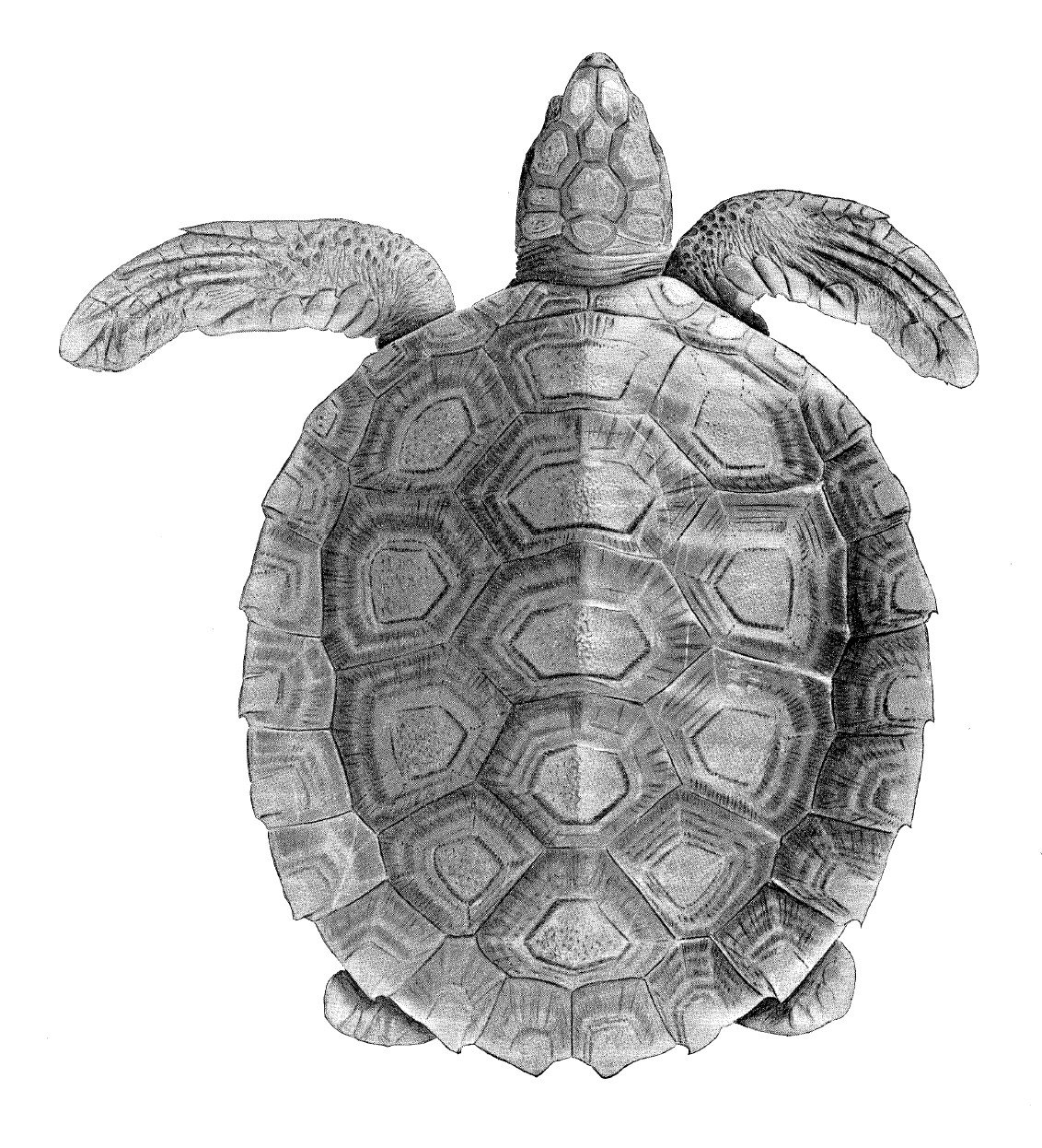 Черепаха форма
