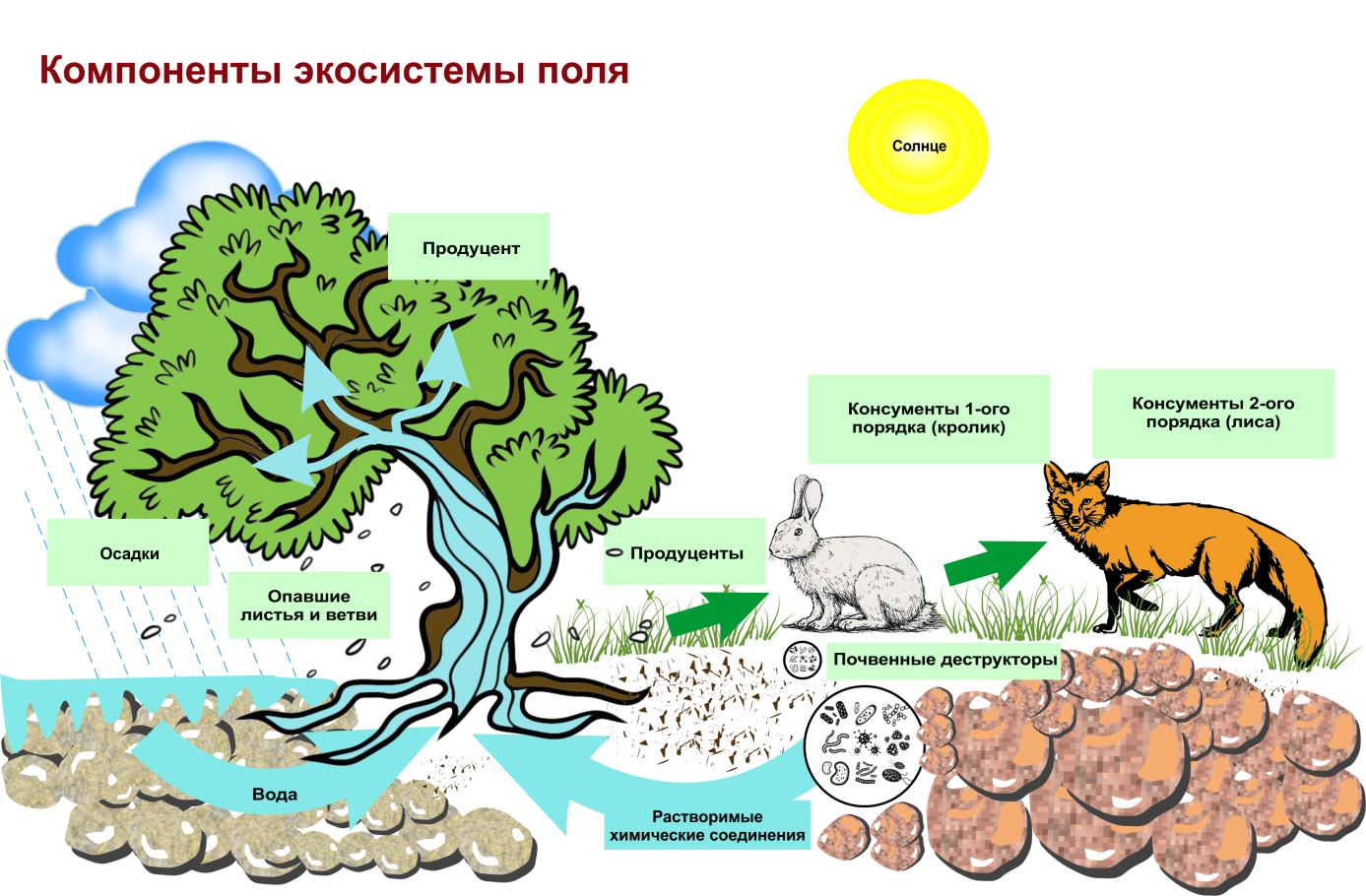 Структура биогеоценоза и экосистемы. Схема трофической структуры биоценоза широколиственного леса. Строение биогеоценоза экосистемы. Схема состава компонентов экосистемы.