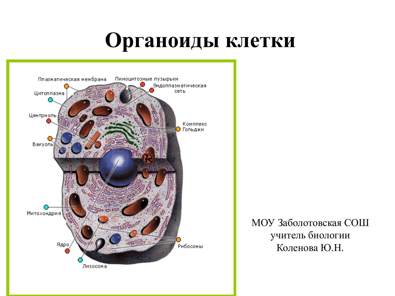 Органоиды клетки схема. Структура органоида оболочка. Мембранные органоиды клетки животных. Мембранные органоиды животной клетки. Органоиды и их типы клеток.