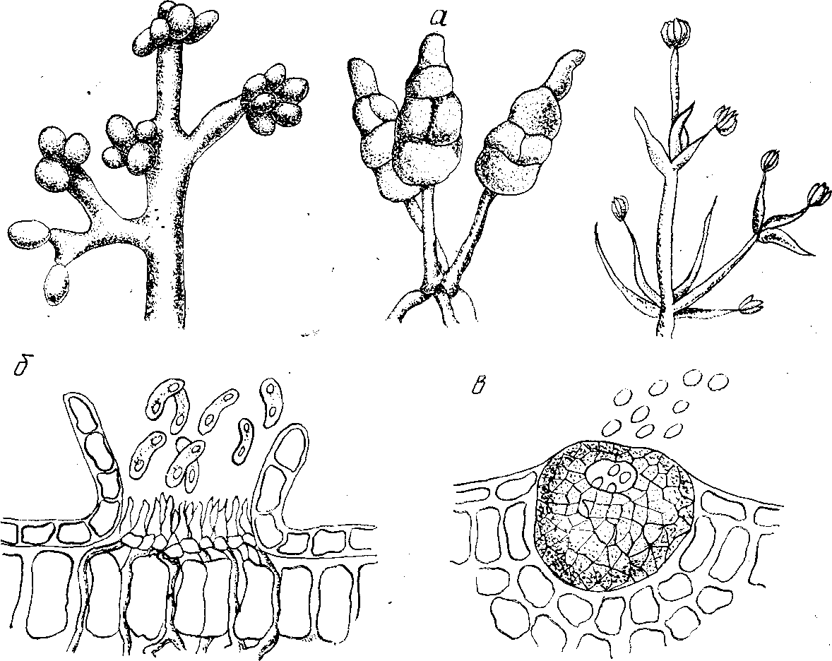 Формы спор растений
