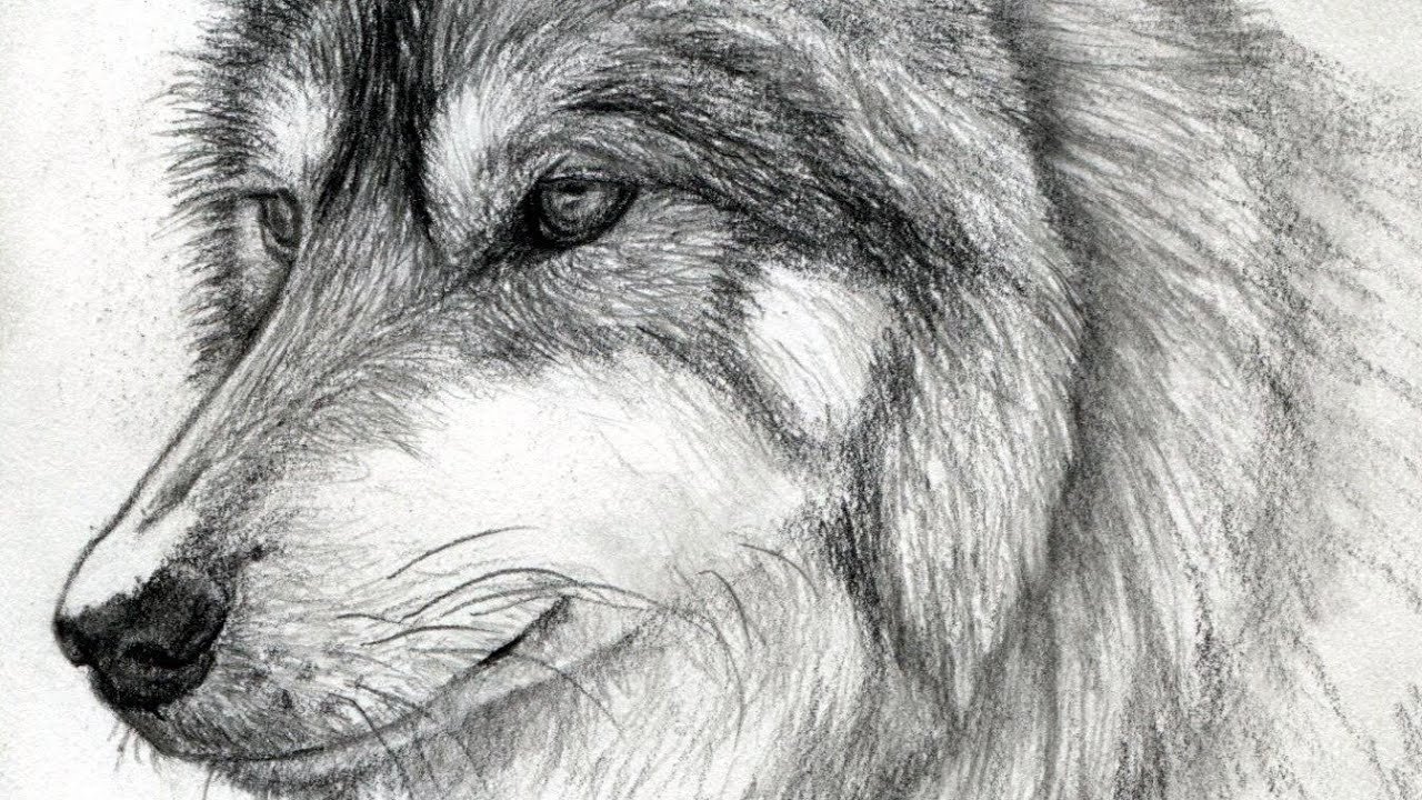 Шерсть карандашом. Шерсть рисунок карандашом. Шерсть волка рисунок. Прорисовка шерсти животных.