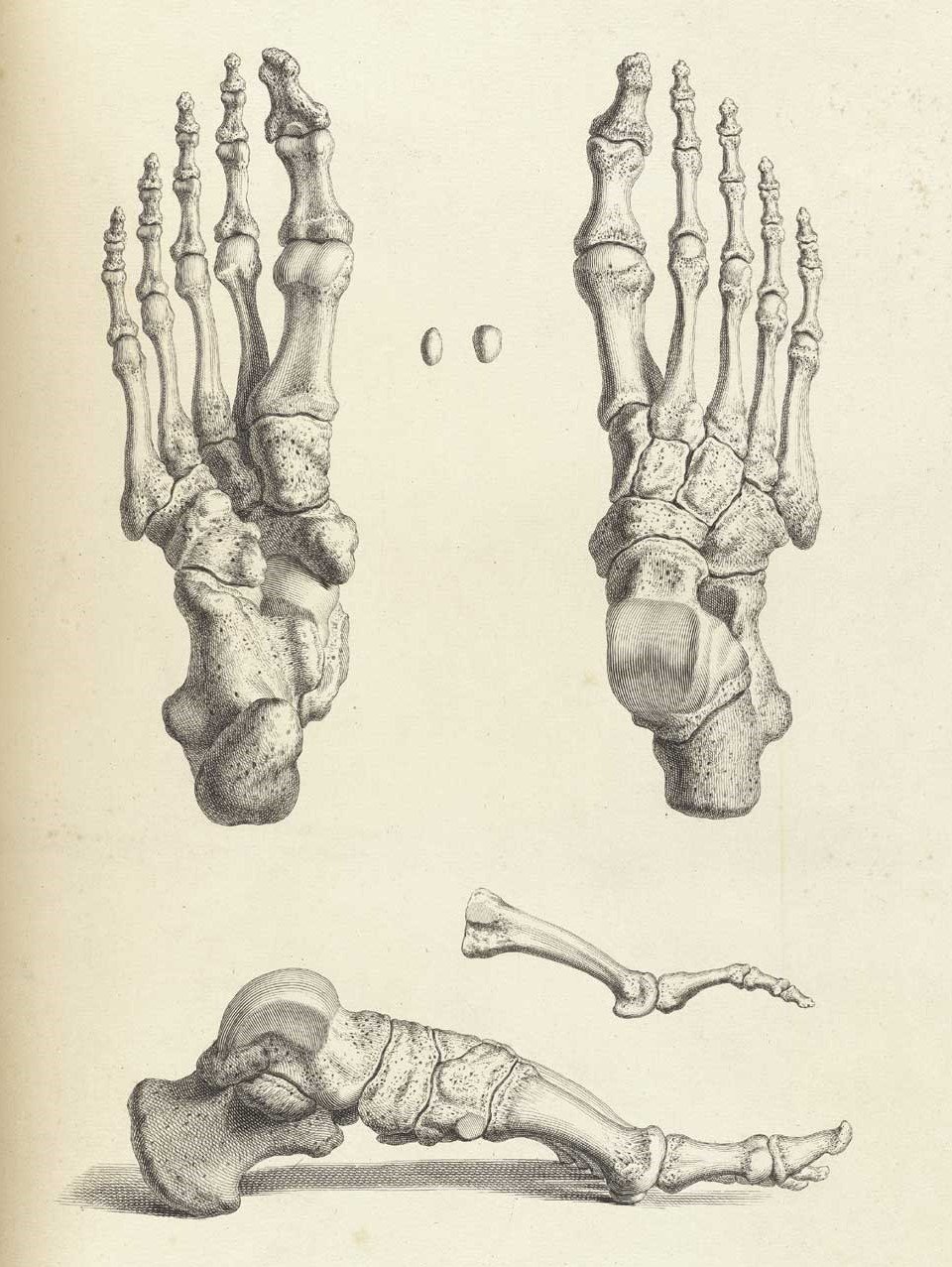 Ступня анатомия. Кости стопы человека анатомия. Косточки стопы анатомия. Стопа анатомия строение кости. Кости ступни человека анатомия.
