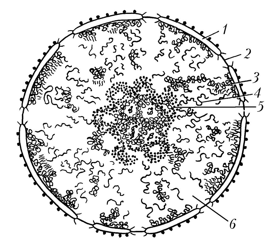 Ядро клетки схема. Строение ядра клетки хроматин. Схема ядра клетки. Ядро клетки схематично. Ядро клетки кариоплазма схема.