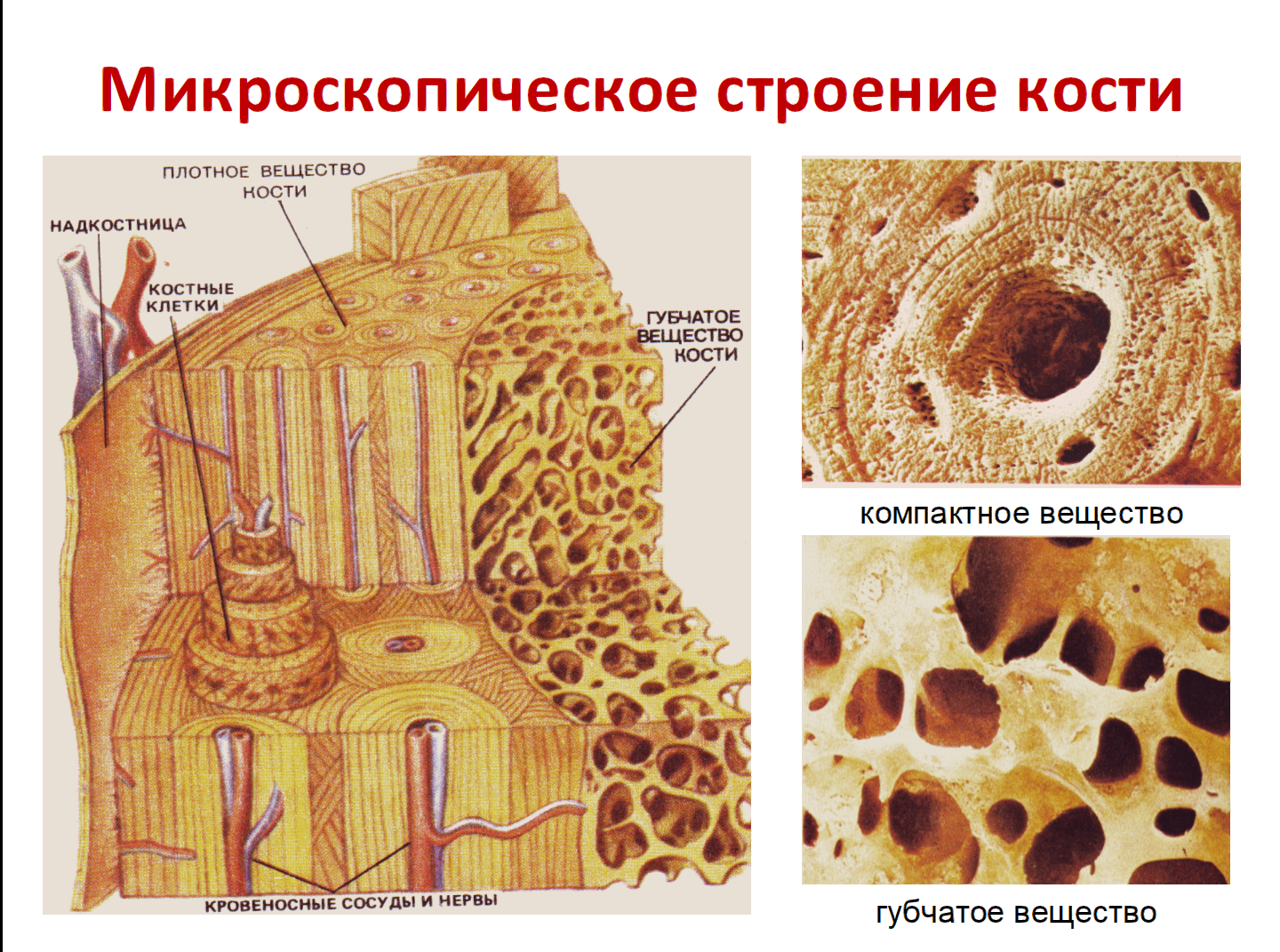 Какие строение костная ткань