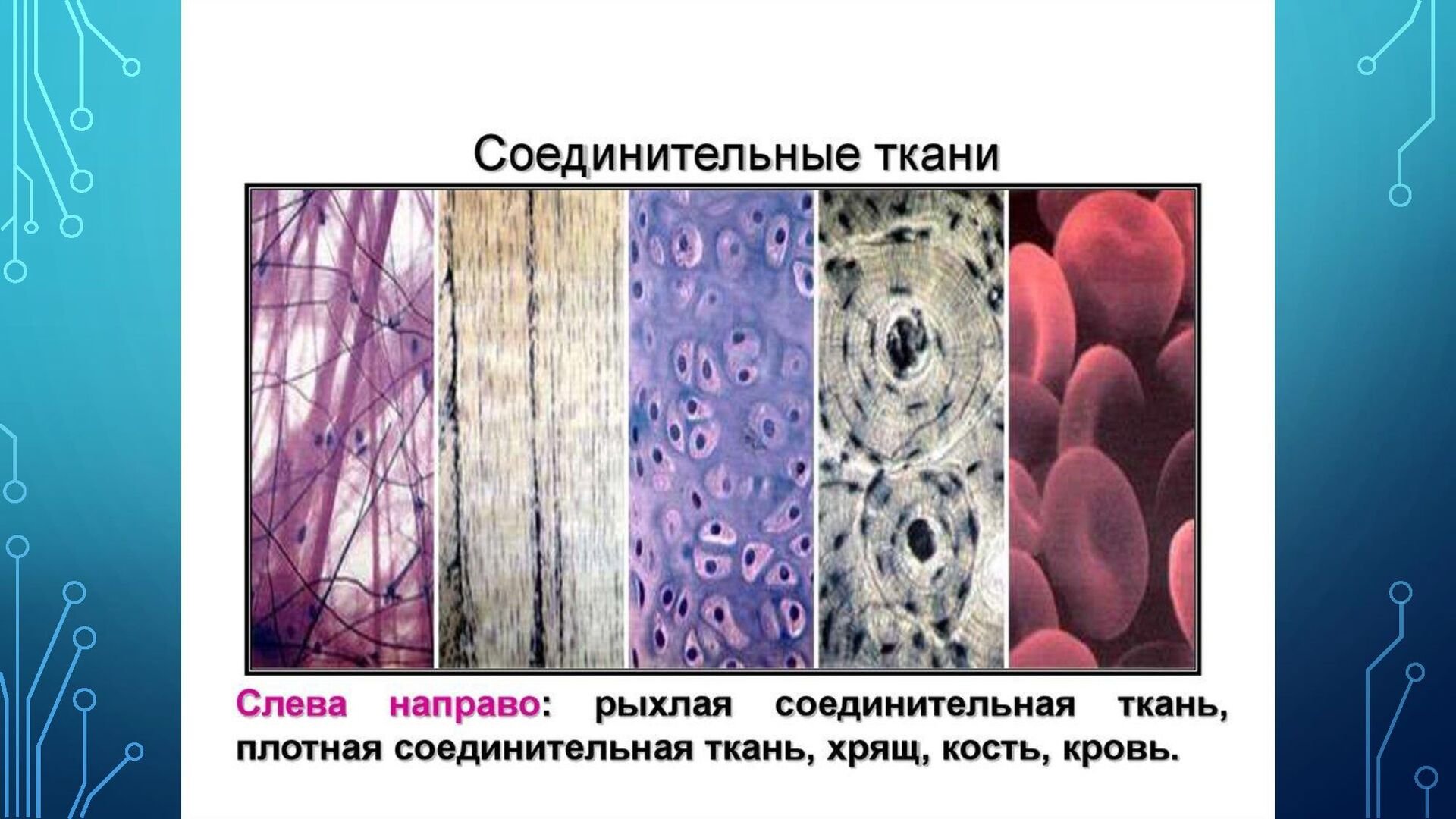 Какие органы входят в соединительную ткань. Соединительная ткань кровь под микроскопом. Рыхлая соединительная ткань ЕГЭ. Рыхлая соединительная ткань 8 класс биология. Скелетная соединительная ткань.