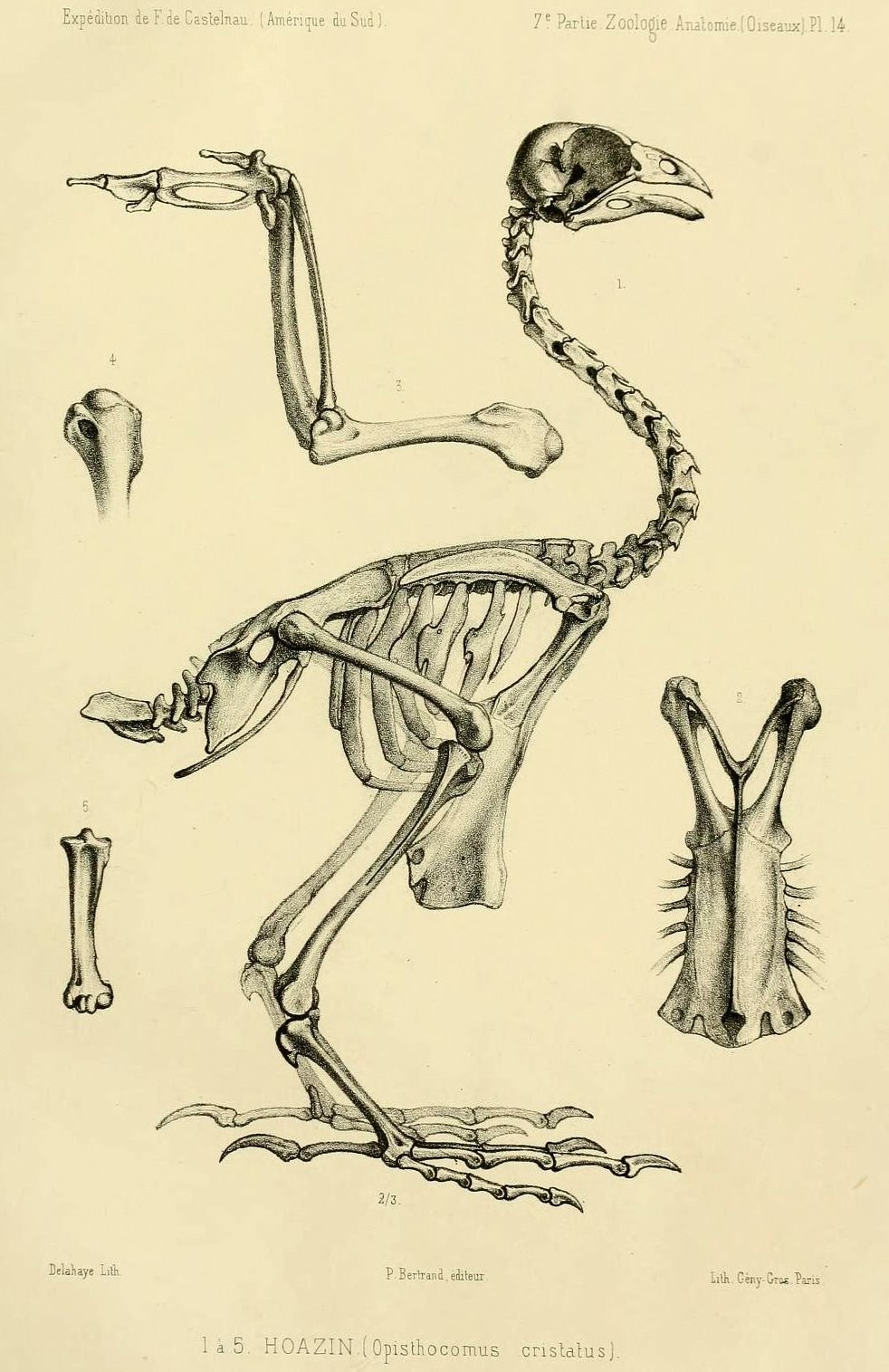 Особенности строения скелета в жизни птицы. Скелет гоацина. Анатомия гоацина. Птенец гоацина скелет. Анатомия скелета крыла птицы.