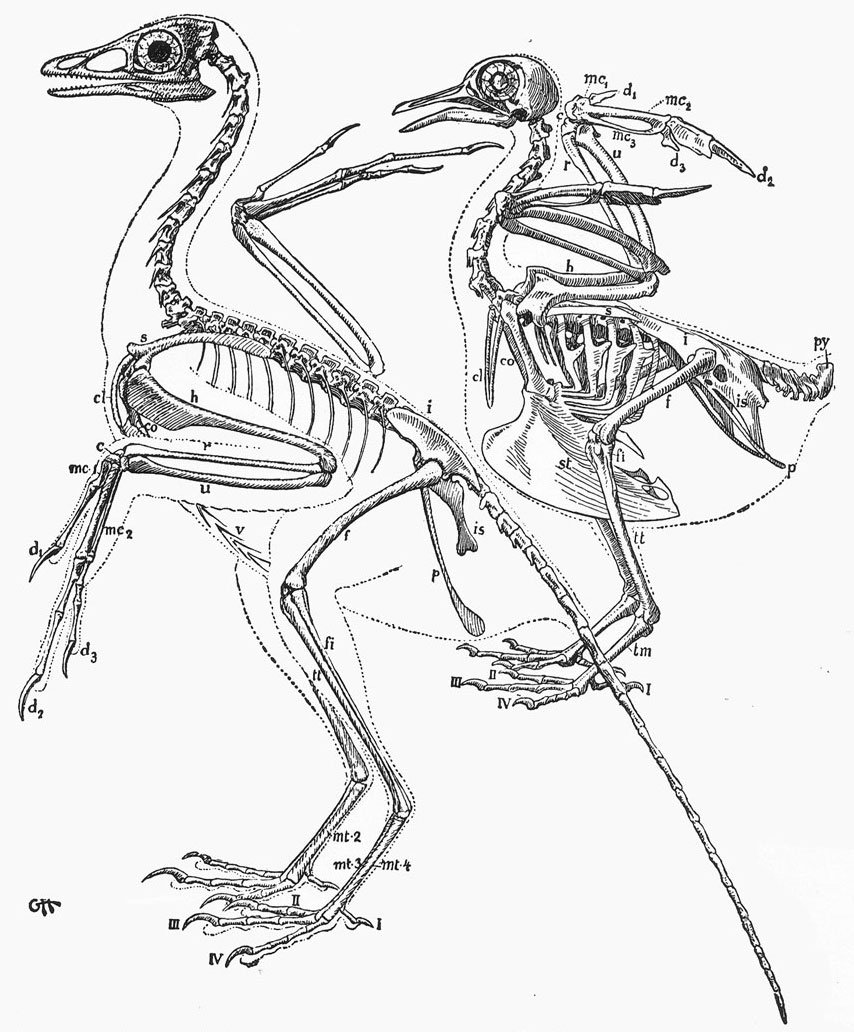 На рисунке изображен скелет птицы. Скелет археоптерикса и птицы. Археоптерикс скелет. Археоптерикс строение скелета. Скелет гоацина.