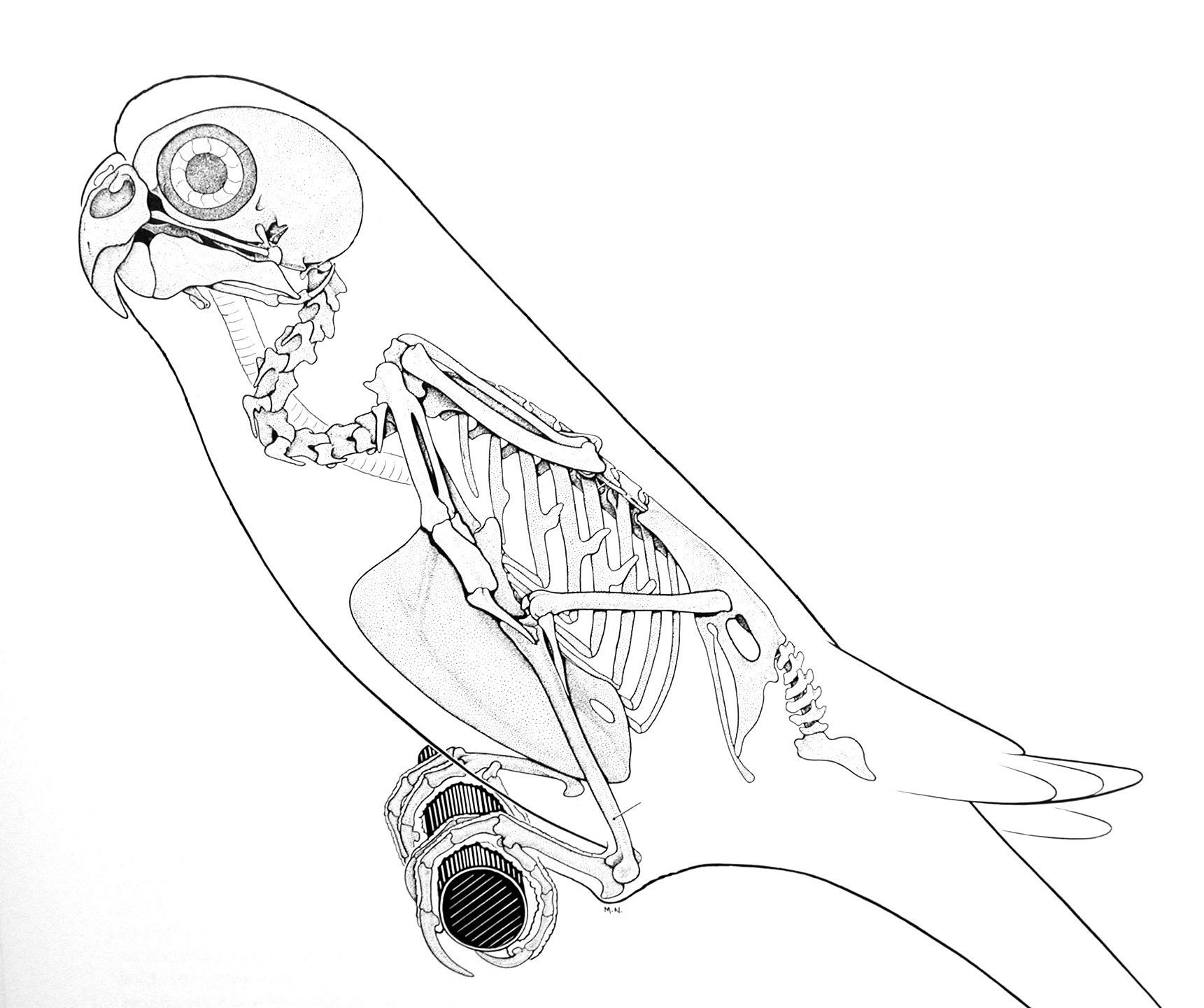 Скелет птицы легко. Строение скелета волнистого попугая. Скелет волнистого попугайчика. Анатомия волнистого попугая. Строение волнистого попугайчика.