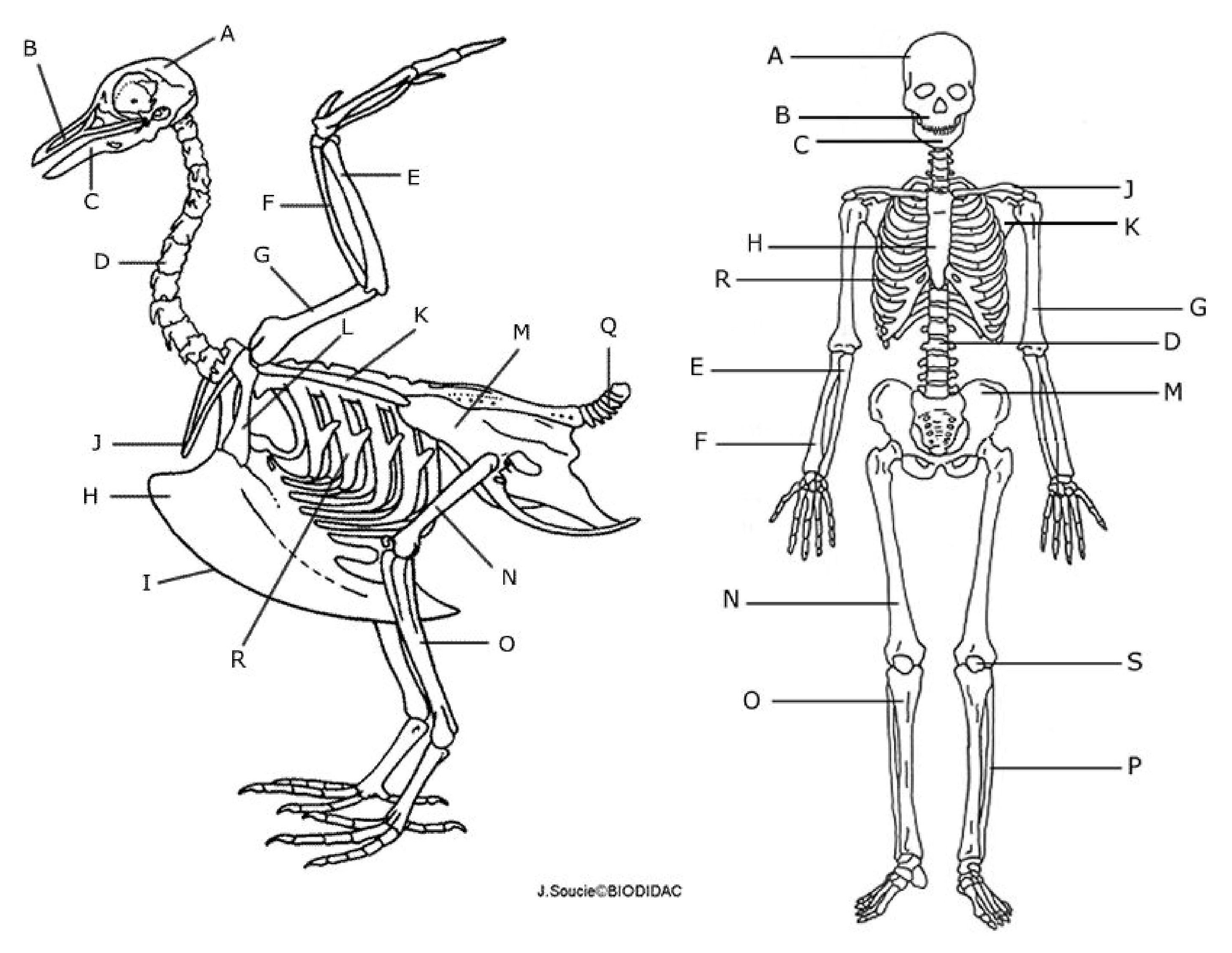 Скелет птицы сверху. Скелет птицы спереди. Скелет птицы рисунок. Скелет голубя рисунок для срисовки.