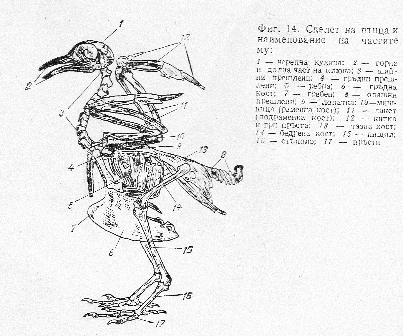 На рисунке изображен скелет птицы. Строение скелета сизого голубя. Строение скелета птицы голубя. Скелет голубя с обозначениями. Рис 154 скелет сизого голубя.