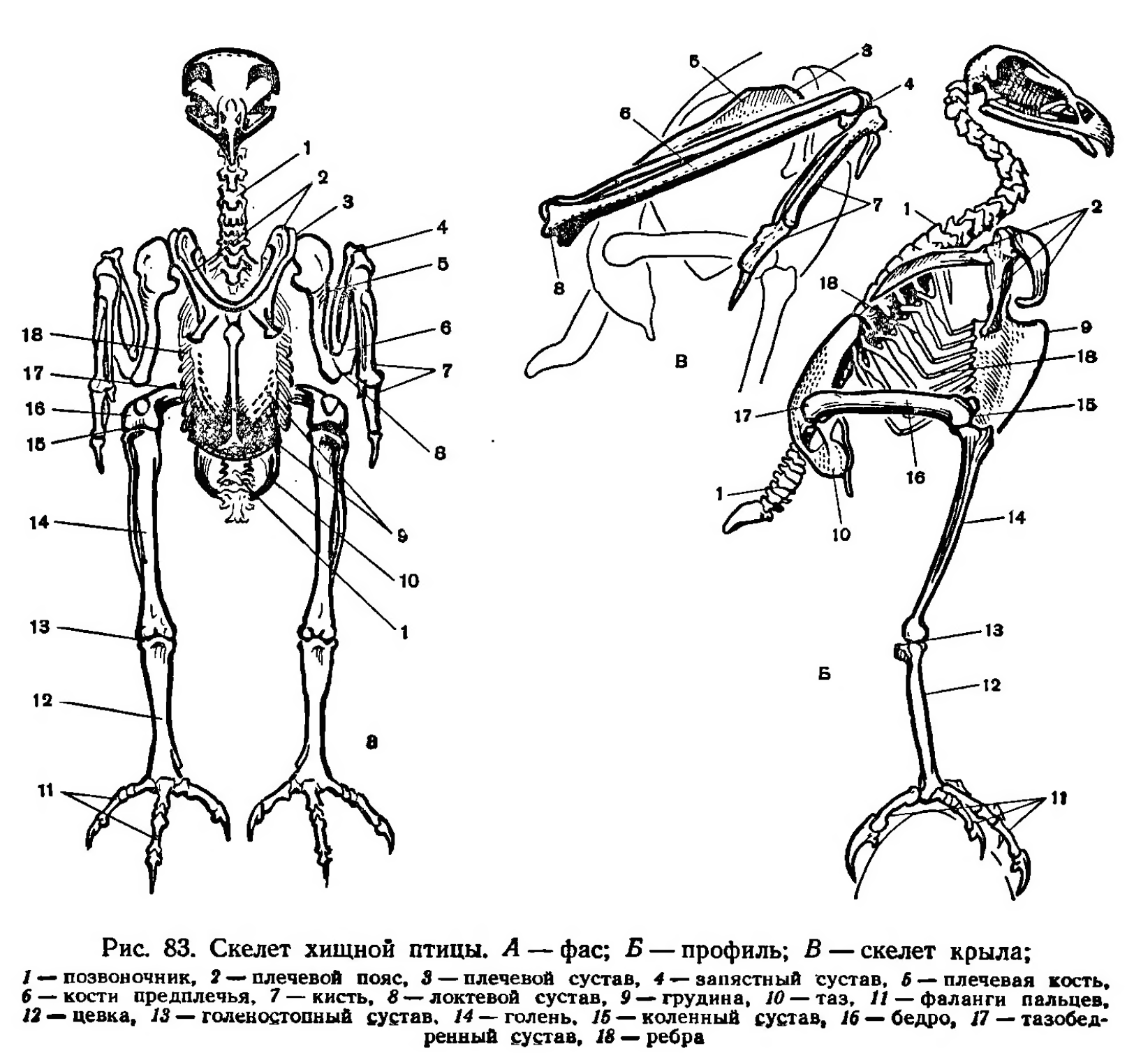 Особенности строения скелета в жизни птицы. Скелет орла анатомия. Строение скелета курицы спереди. Строение скелета курицы. Скелет птицы грудная клетка.