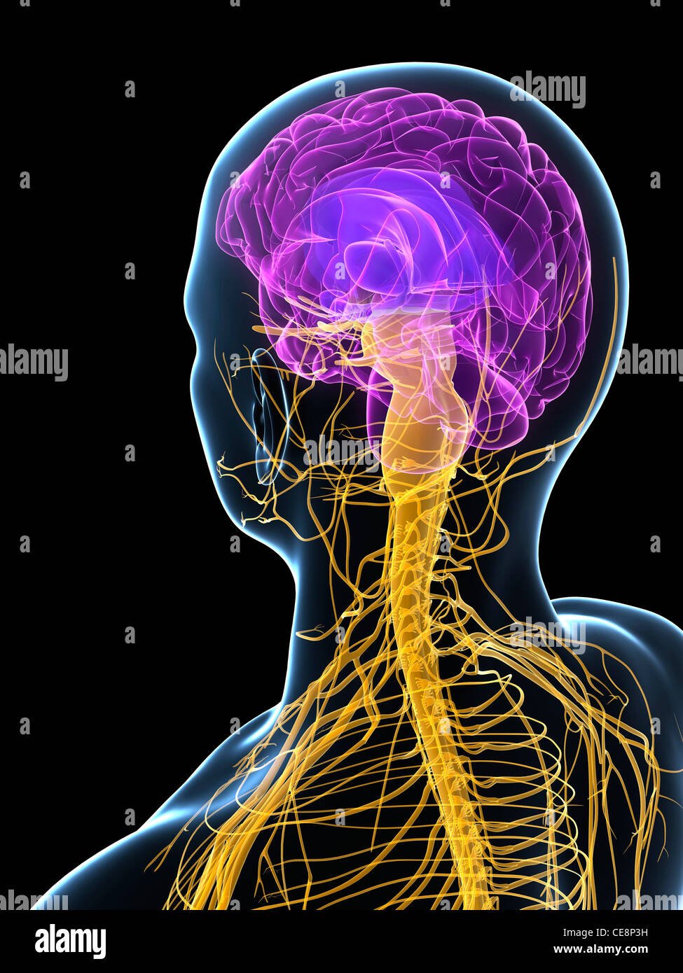 Brain 49. Нервная система. Нервная система человека. ЦНС человека. Центральная нервная система.