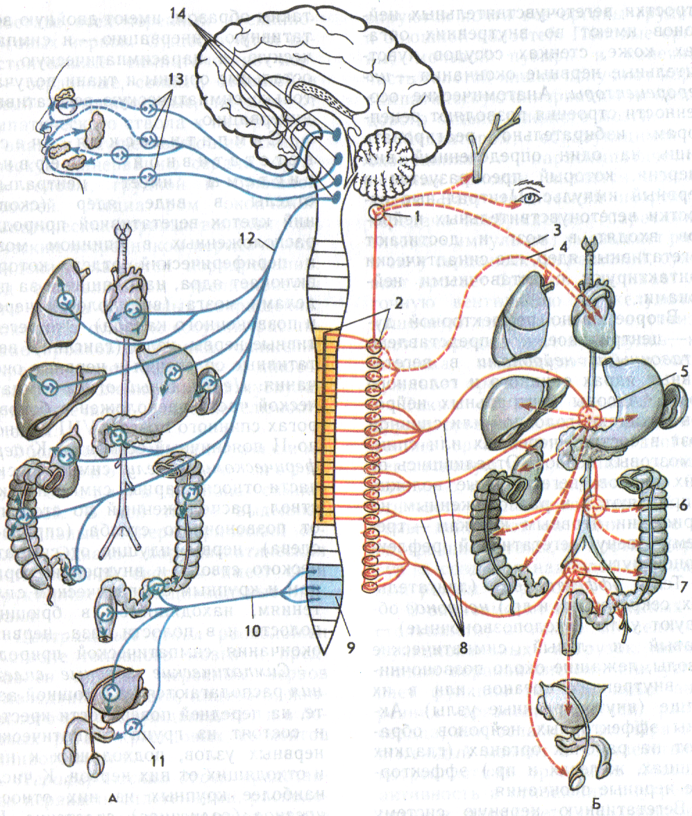 Автономная н с. Схема строения вегетативной нервной системы. Симпатическая нервная система анатомия схема. Симпатическая часть вегетативной нервной системы схема. Вегетативная нервная система ВНС.