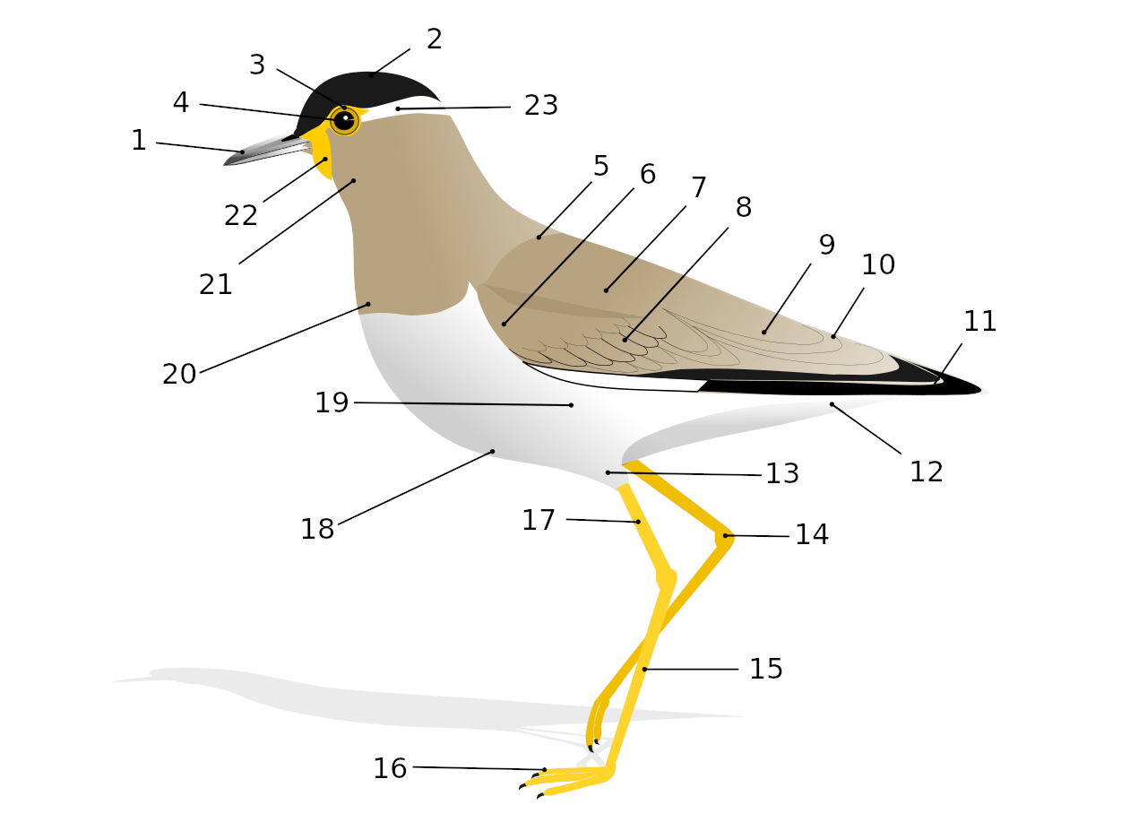 План внутреннего строения птиц. Схема внешнего строения птицы. Строение тела птицы. Внешнее строение птиц. Название частей тела птицы.