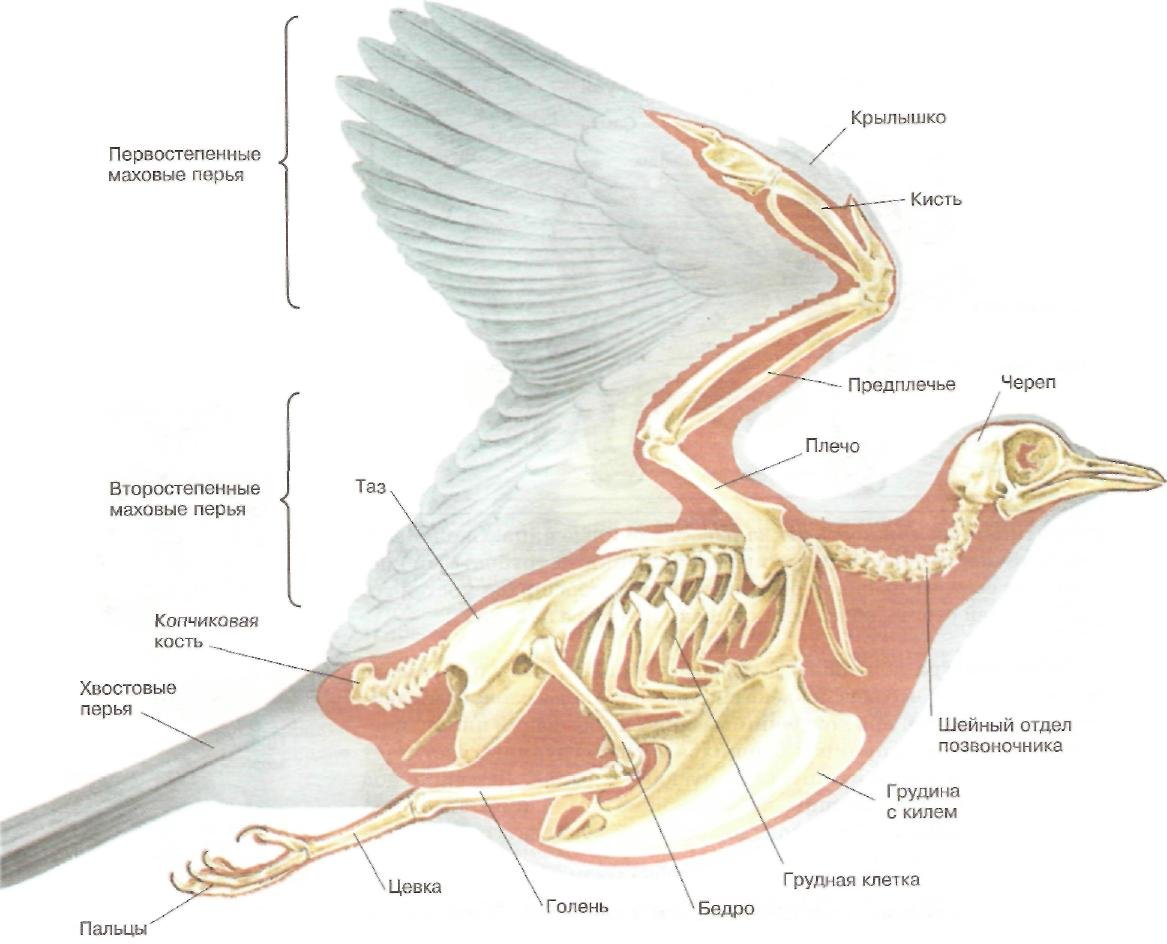 Внутреннее строение орла. Внутренне строение сизого голубя. Строение скелета голубя биология 7 класс. Внешний вид и внутреннее строение птицы биология 7 класс. Внешнее и внутреннее строение голубя.