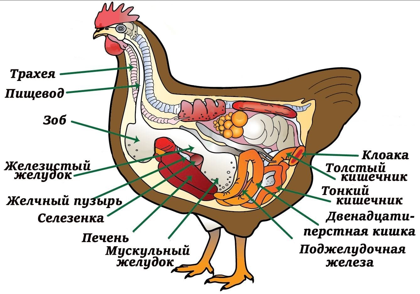 Где сидели птицы. Внутреннее строение курицы. Внутреннее строение птиц пищеварительная система. Анатомия строения курицы. Органы пищеварительной системы у птиц зоб.