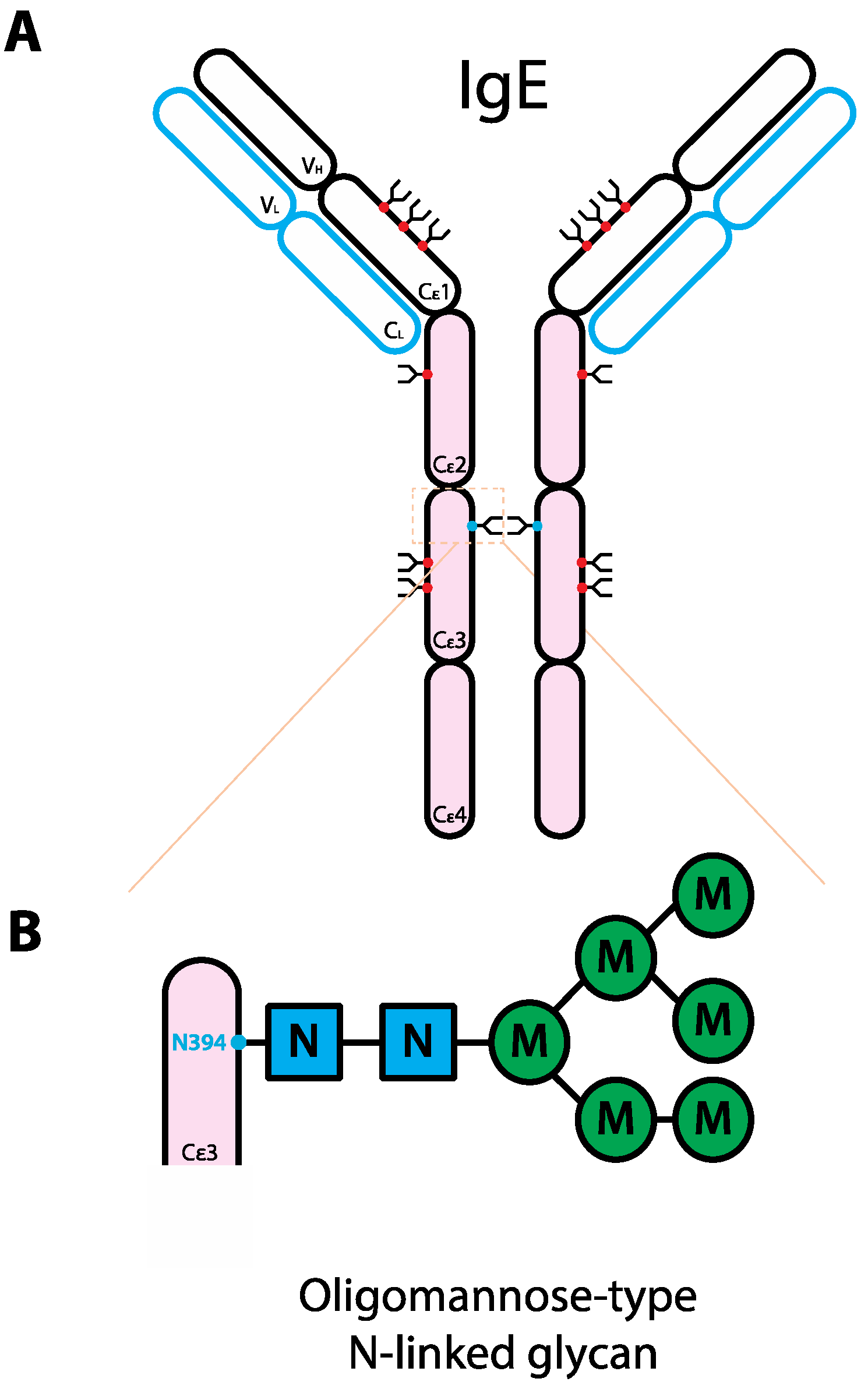 Иммуноглобулин ige что показывает. IGE антитела строение. Иммуноглобулин IGE схема строение. Строение иммуноглобулина е. Структура иммуноглобулина е.