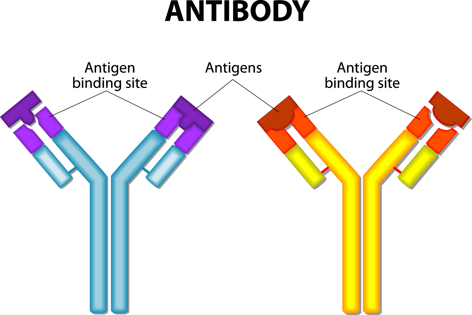 Антитела после иммуноглобулина. Антиген антитело. Комплекс антиген антитело. Антитела картинки. Антитела и антигены рисунок.