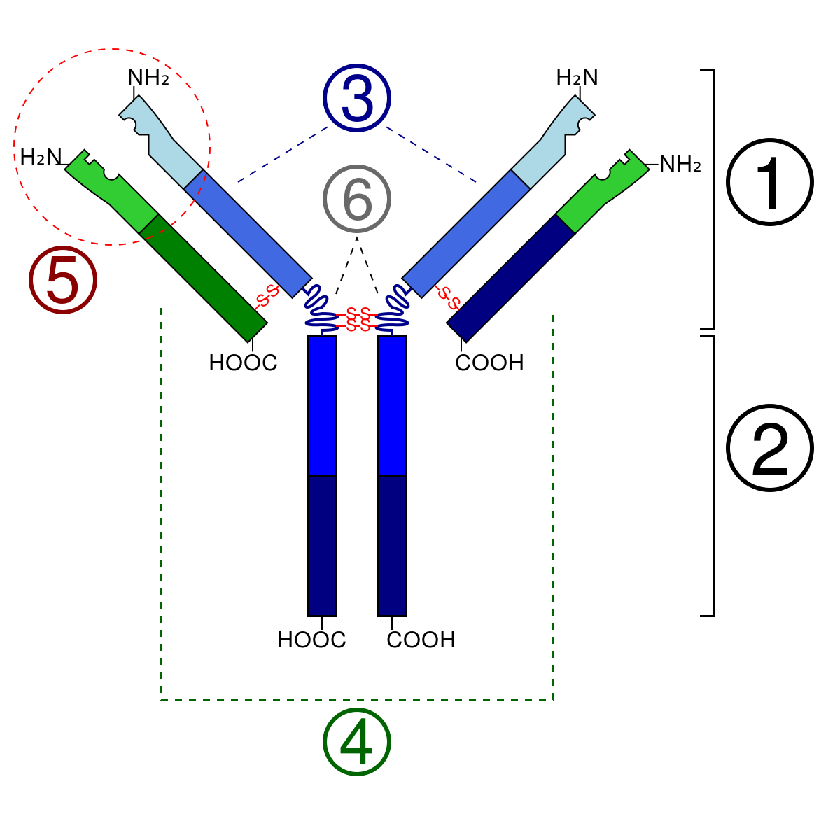 Ig иммуноглобулин строение. Схема строения иммуноглобулина. Схема строения ig e. Схема строения иммуноглобулина e.