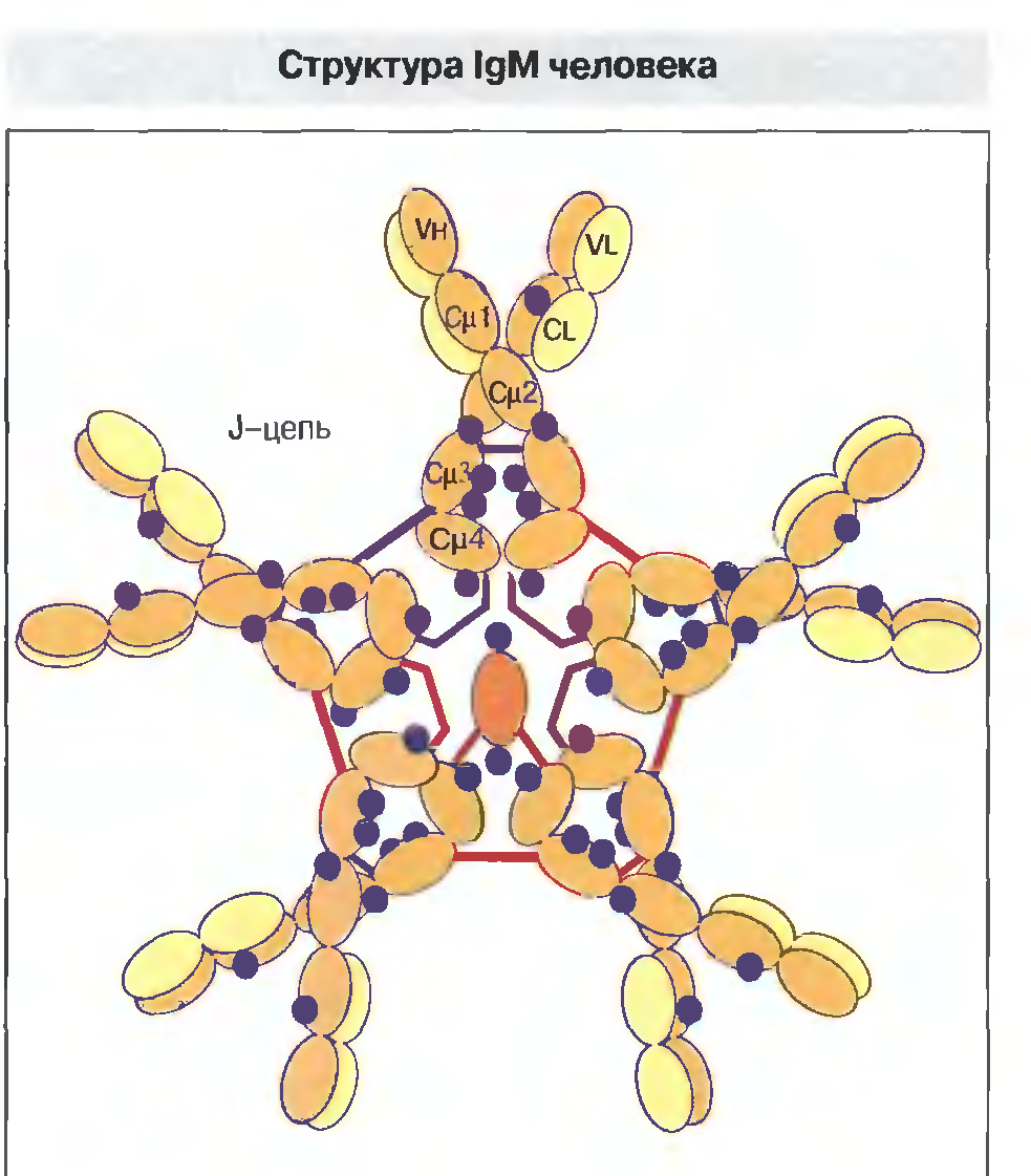 IGM строение иммуноглобулина. IGM антитела строение. Иммуноглобулин m структура. Структура антитела IGG.
